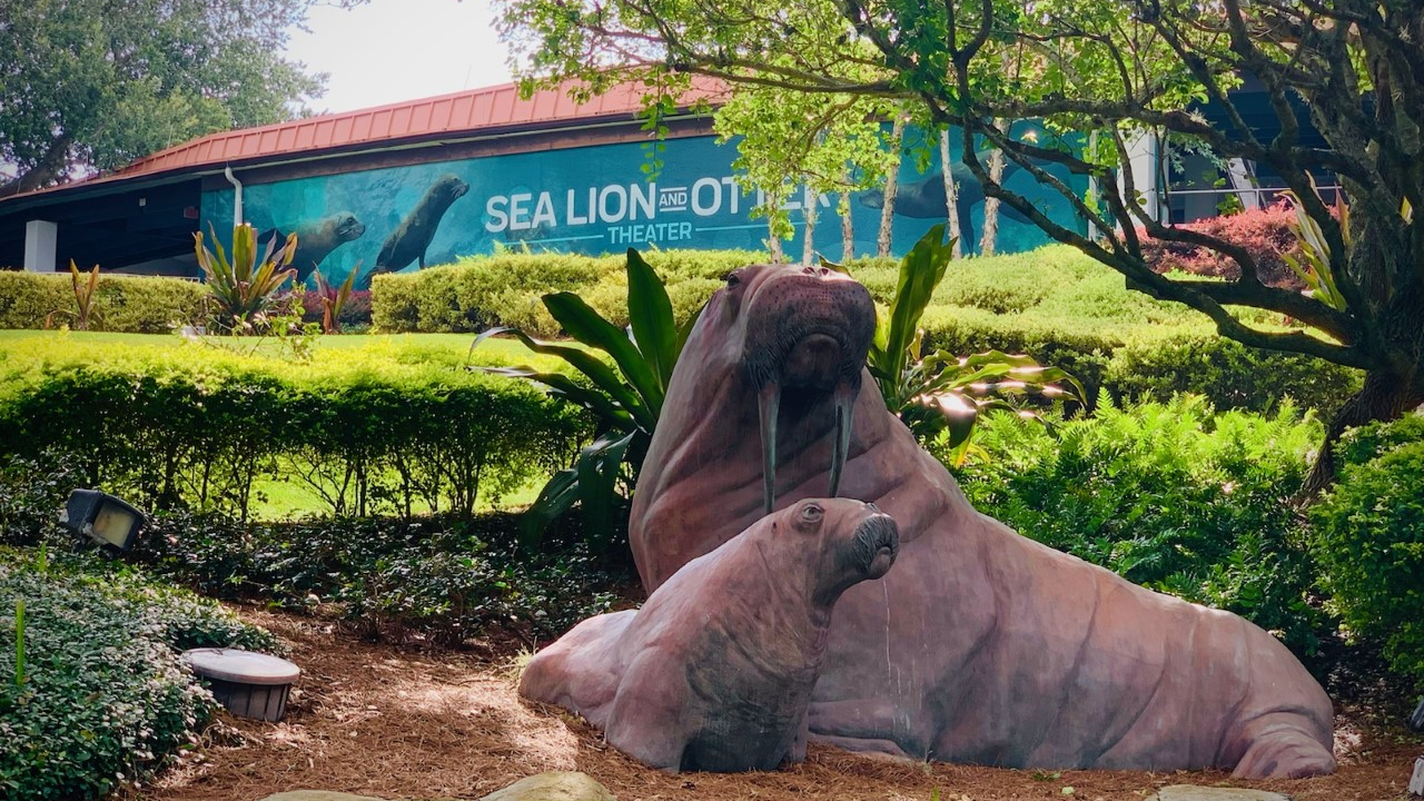 Meet Sea Lions in California - SeaWorld Sea Lions