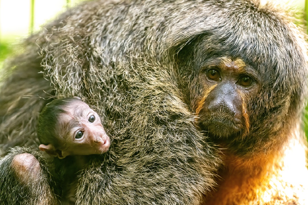 Meet the newest White-Faced Saki monkey at Zoo Miami