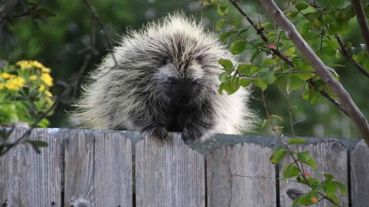 Schertz family has an 'exciting' encounter with a porcupine walking along  their fence