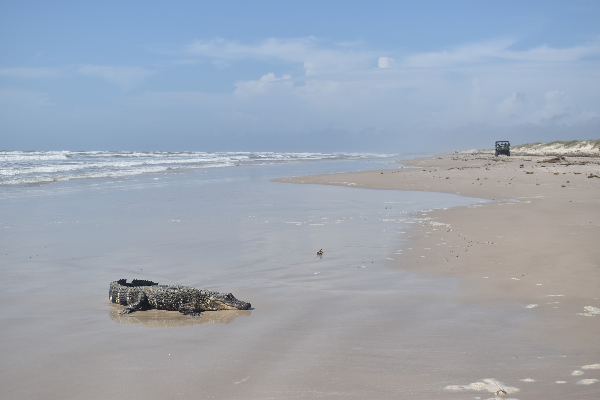 See ya later, alligator!': Gator found at Texas beach came all the way from  Louisiana, officials say