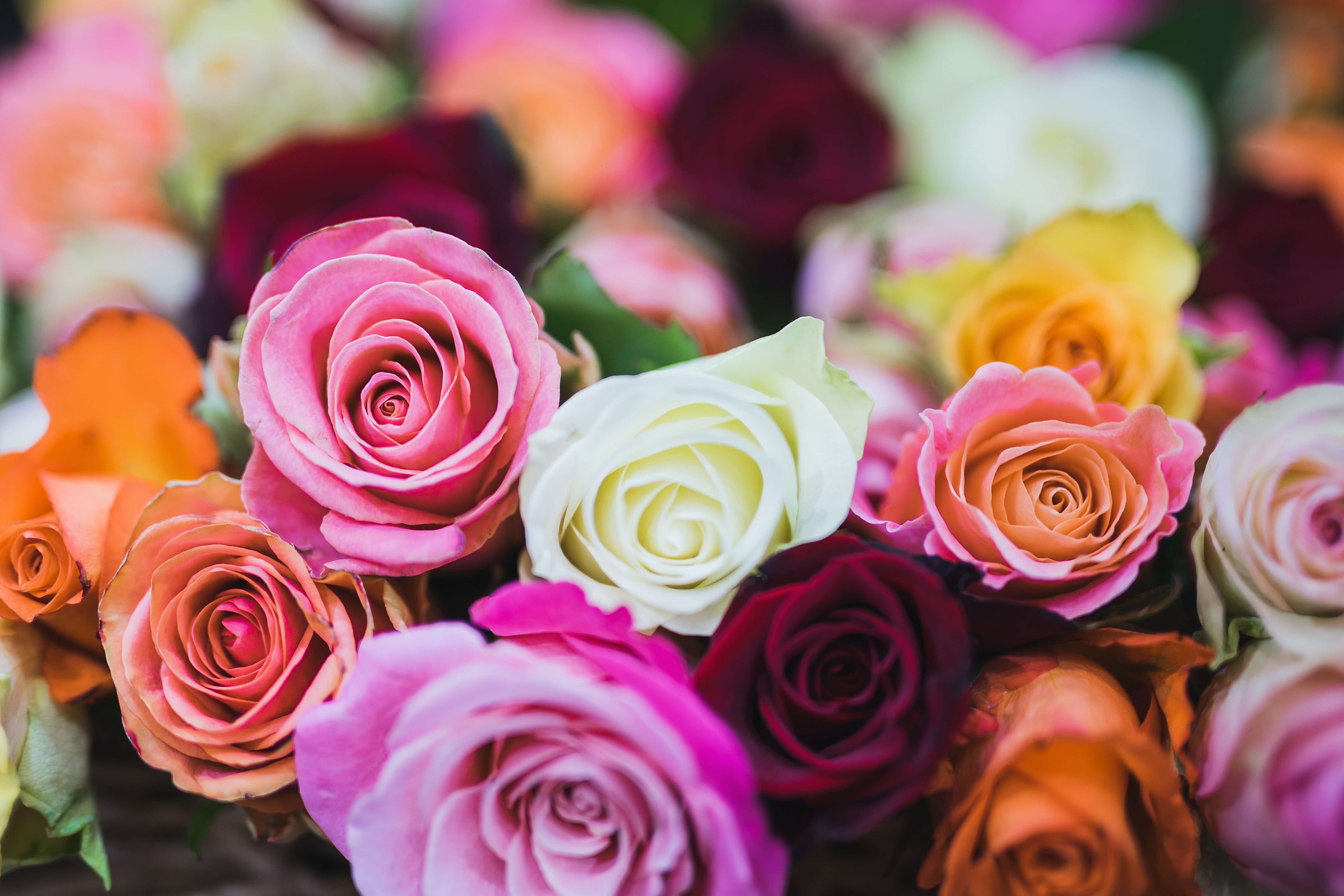 What do all the rose colors signify, anyway?
