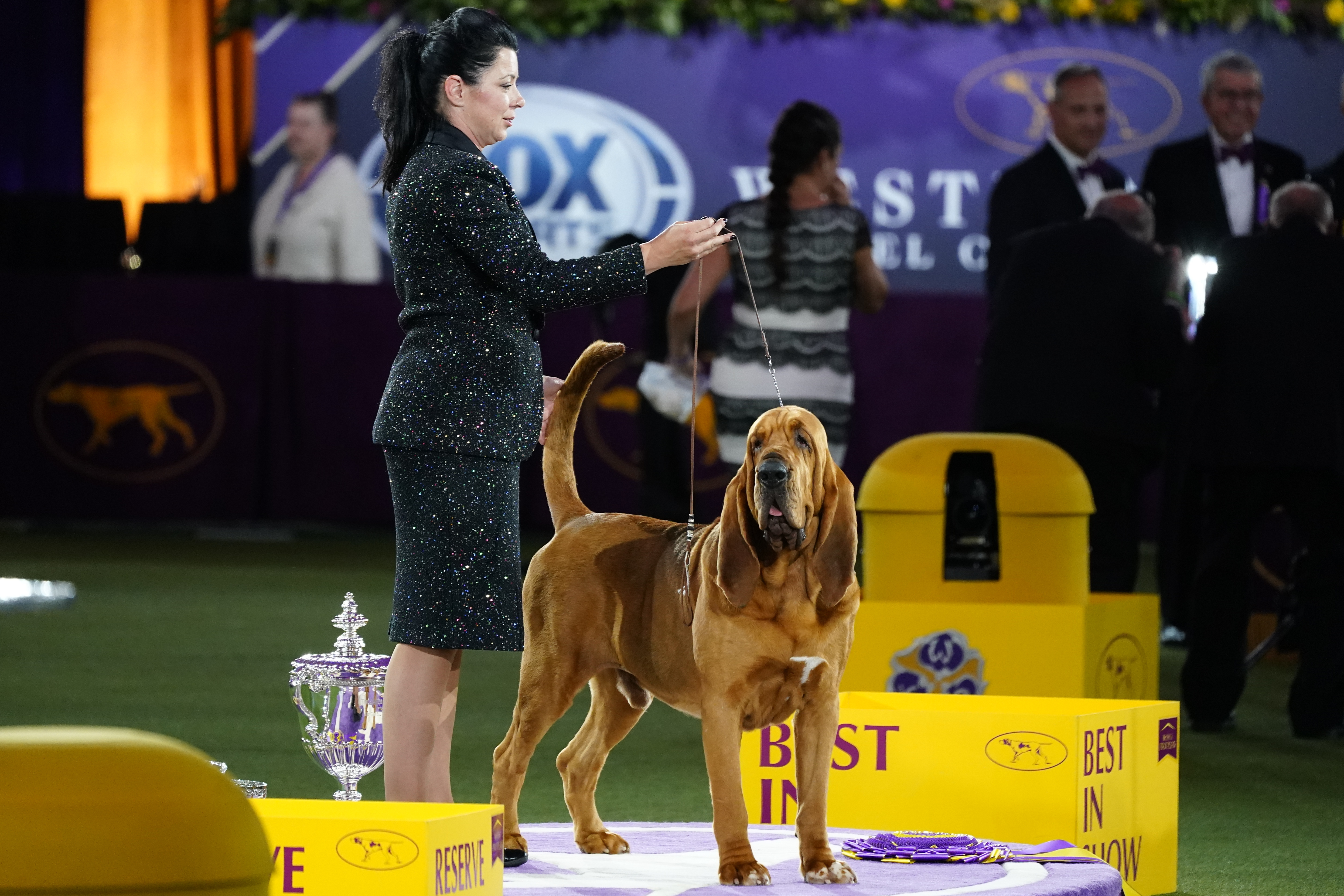 what dog was best in show today