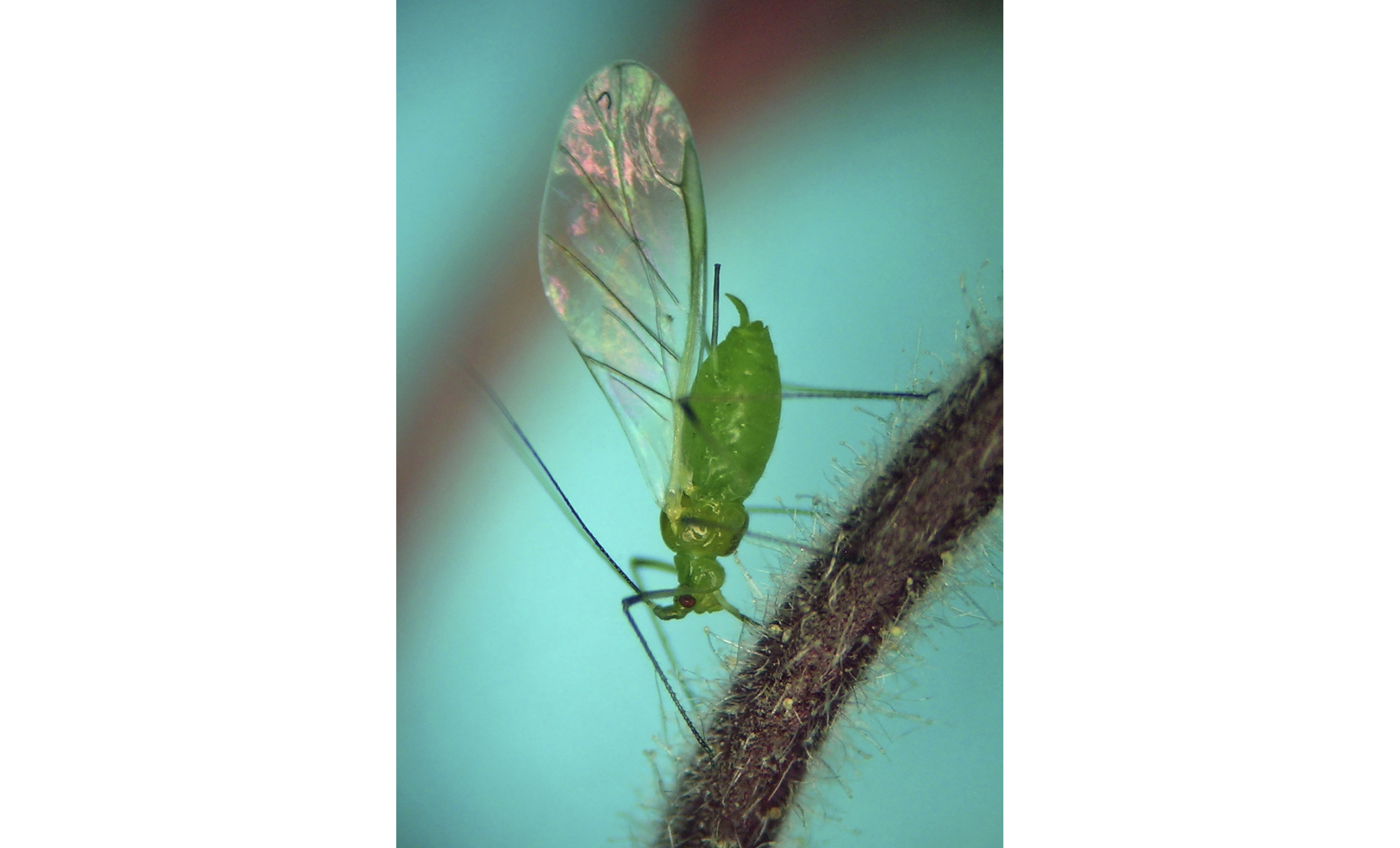 First smoky air, now clouds of bugs. Winged aphids invade New York