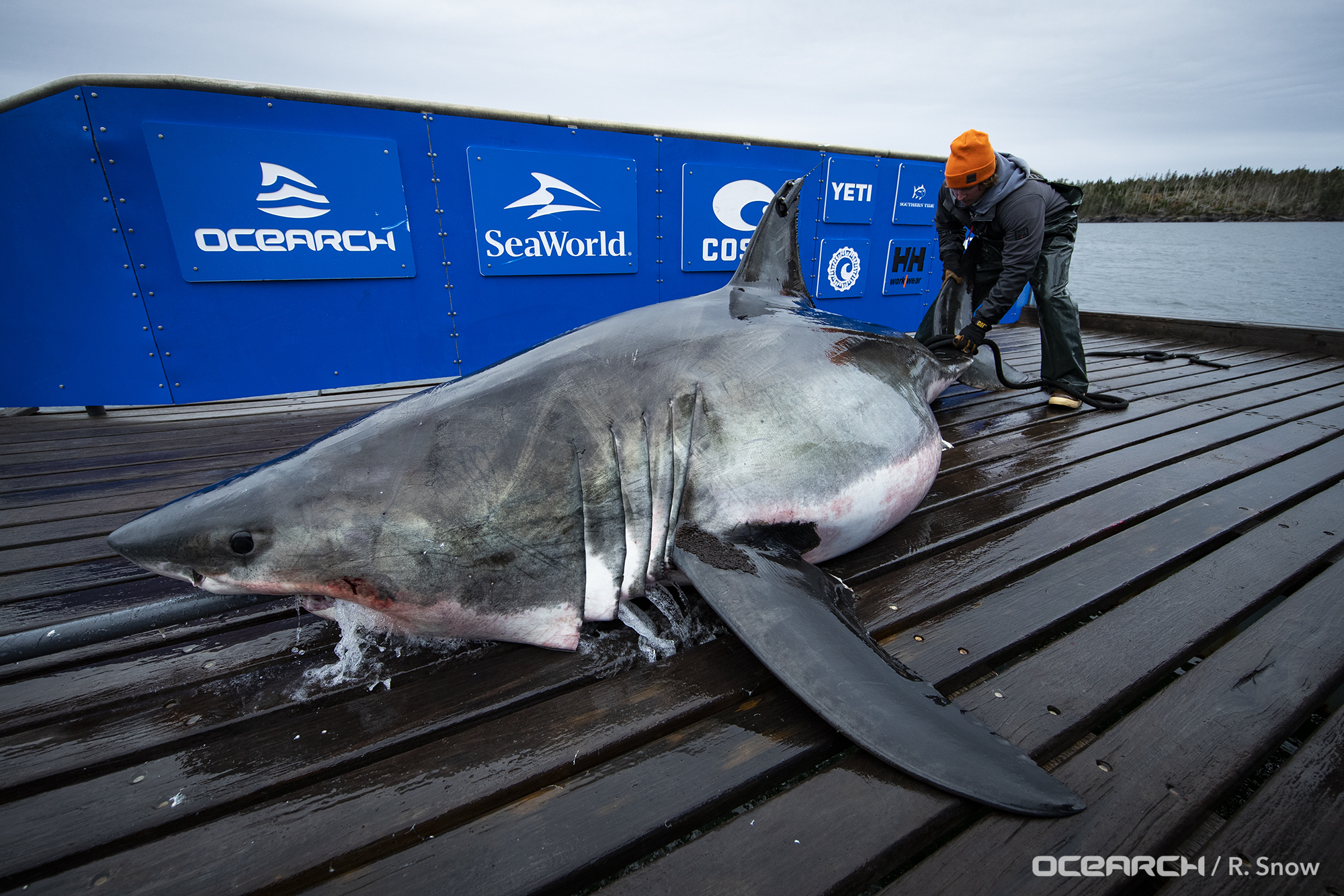 great white shark size