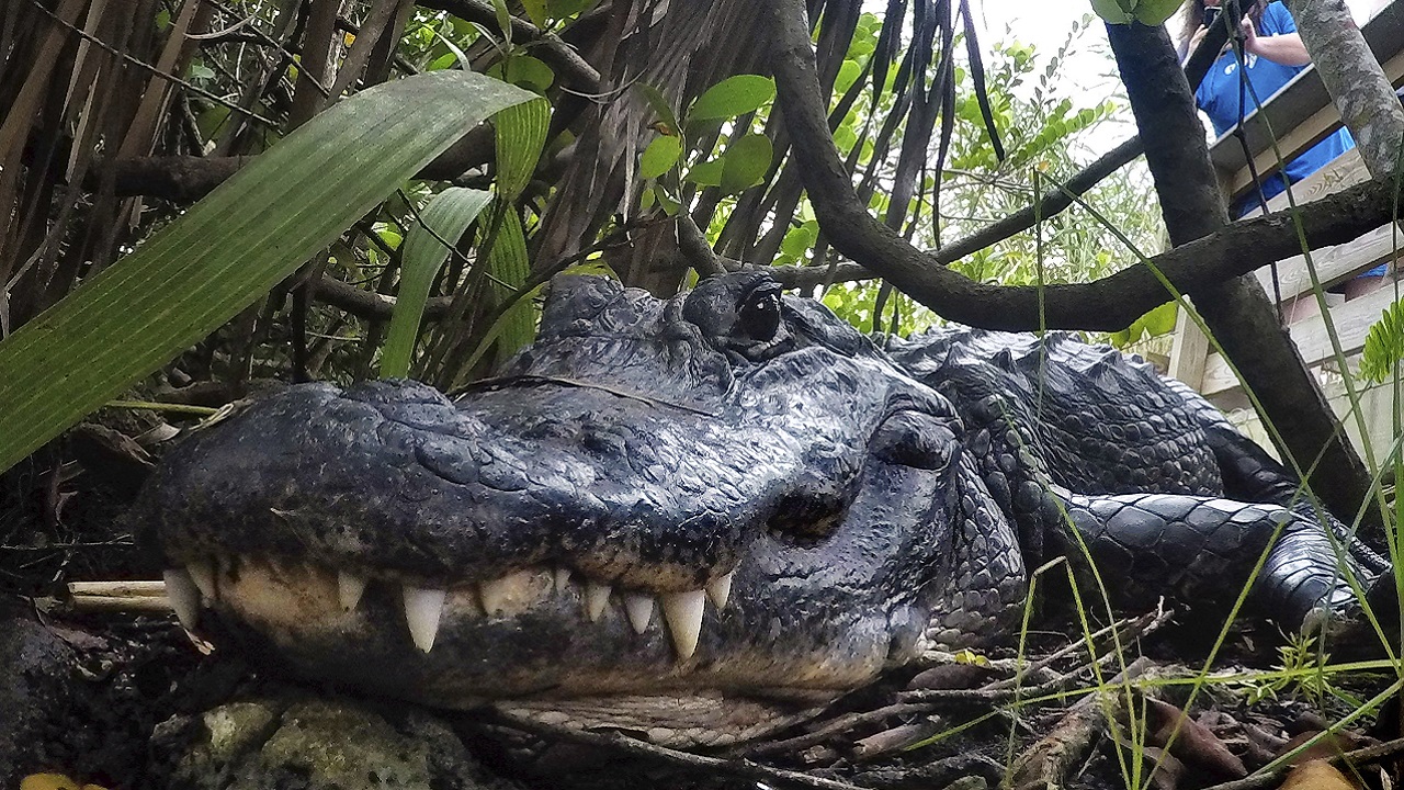 Sweetie The Huggable Florida Alligator Goes Viral On Tiktok