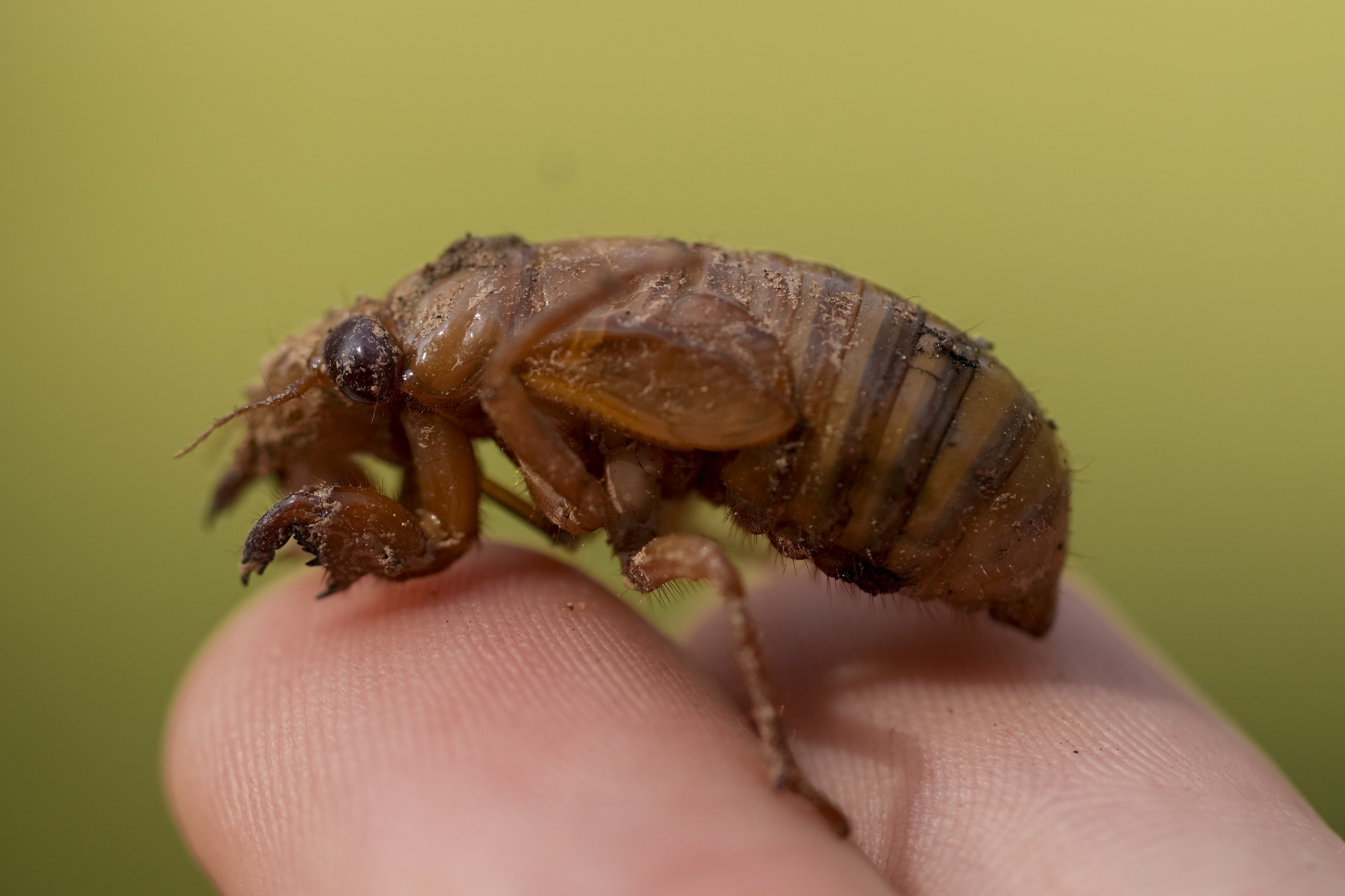 Invaders from underground are coming in cicada-geddon. It's the