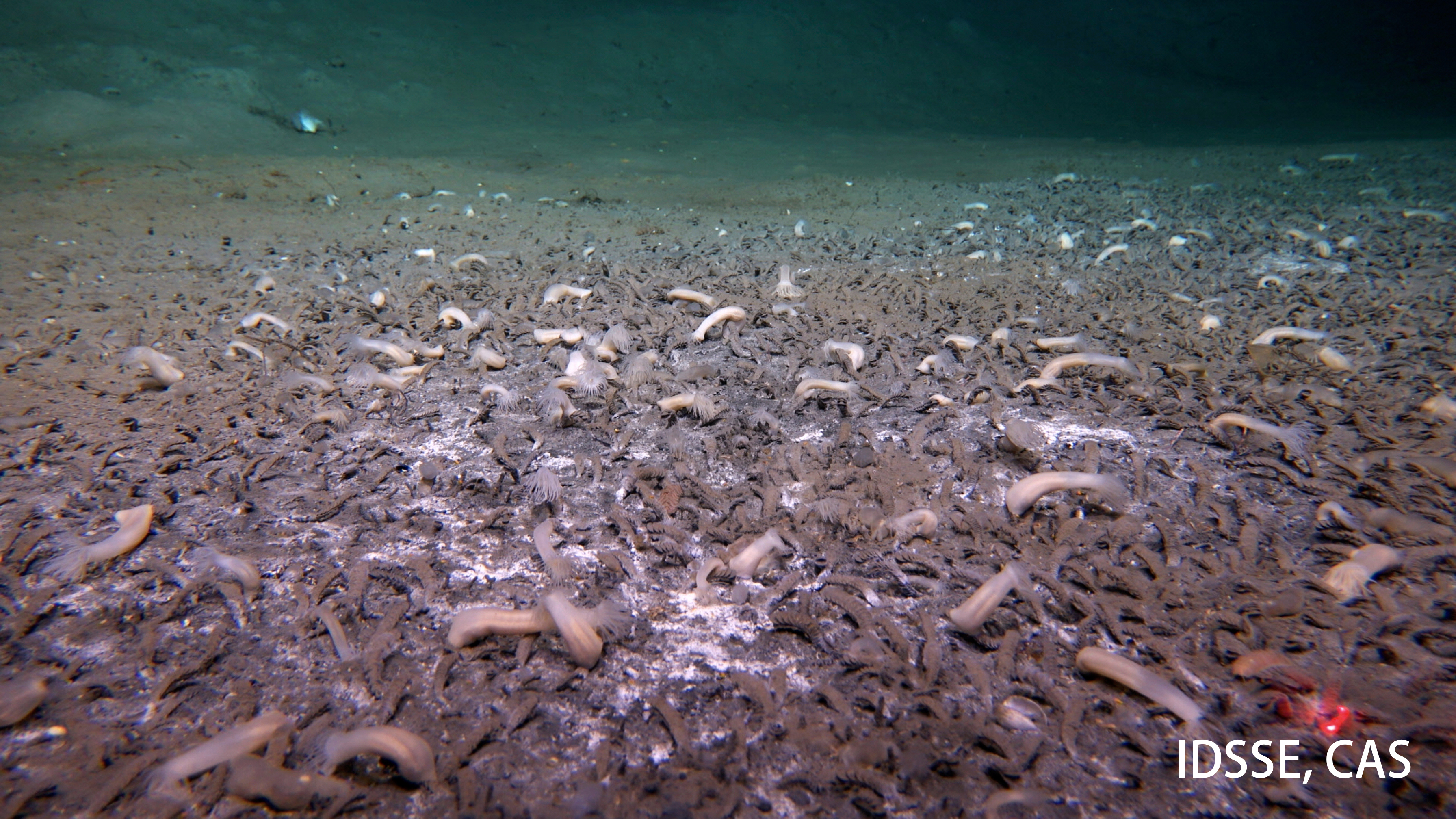 A submersible finds sea creatures thriving in the deepest parts of