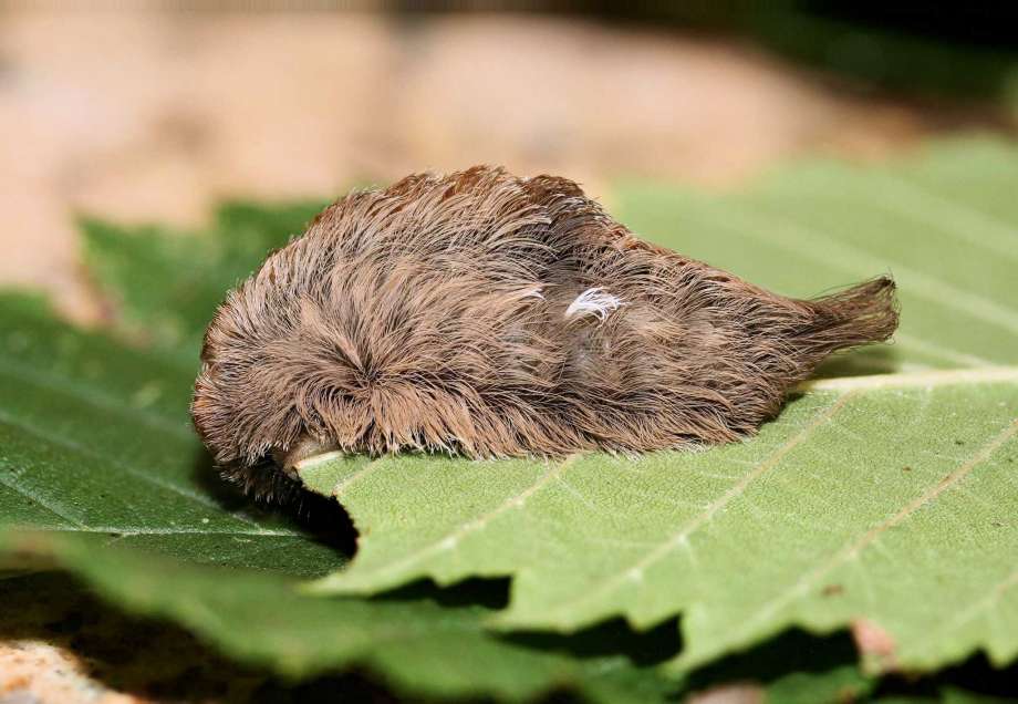 Stinging caterpillars are making a return as warmer days arrive in Texas. Here's how to identify them.
