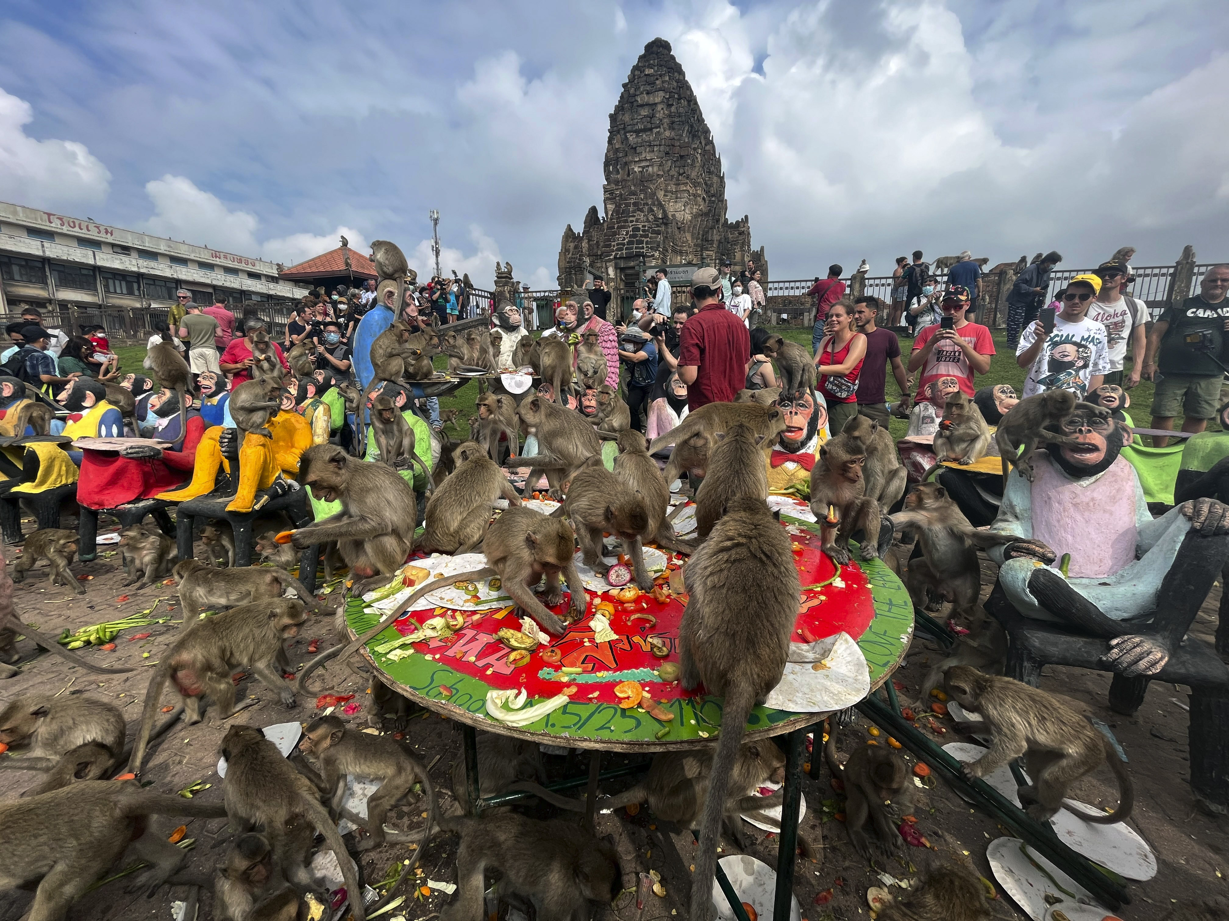 With the tourists gone, what now for Lopburi's famous monkeys?, Thailand