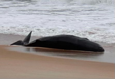 Newborn sperm whale calf strands on beach near Marineland