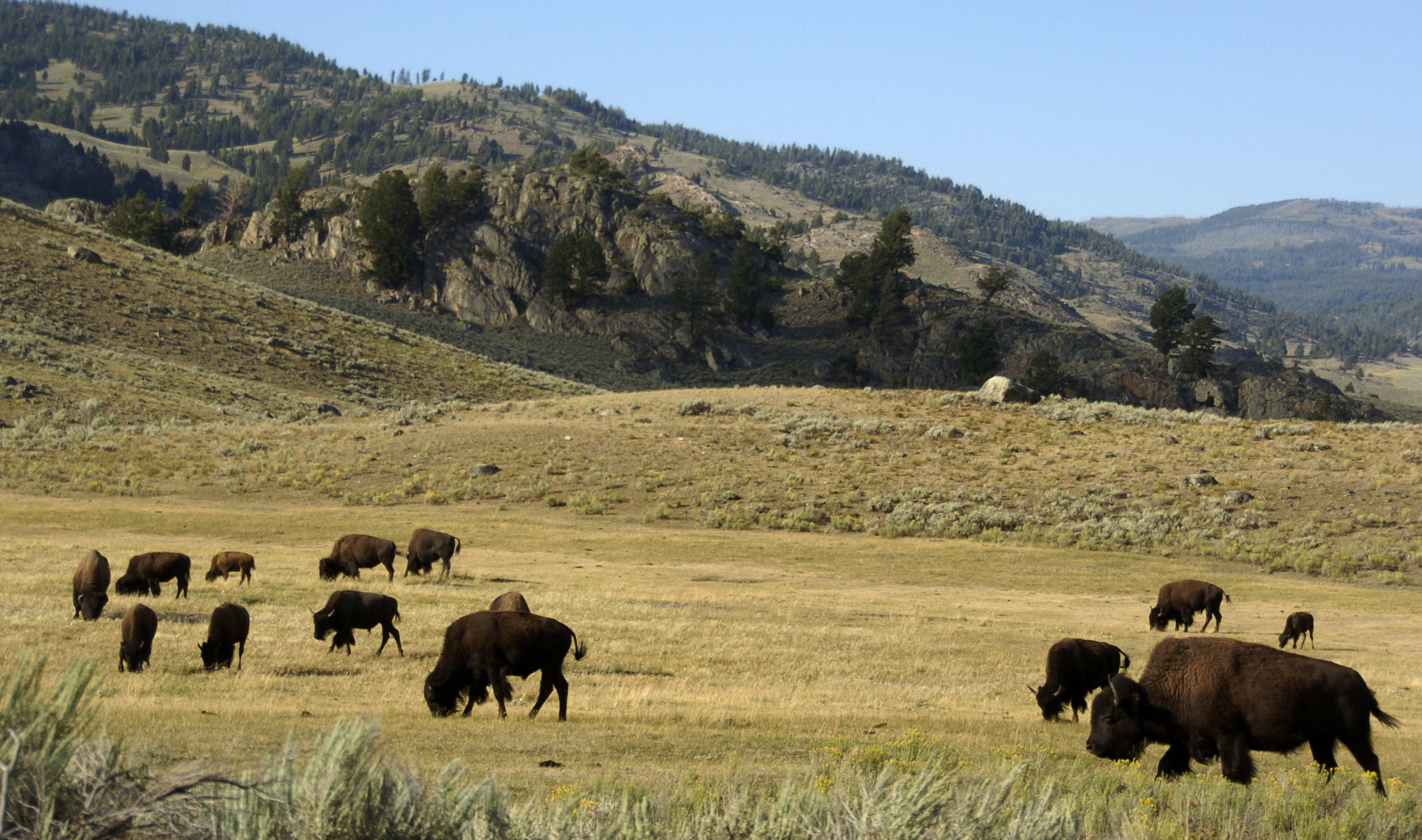 Bison gores woman in Yellowstone, the park's first attack in 2023