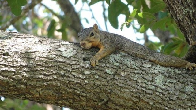 Squirrels are 'splooting' to beat the heat