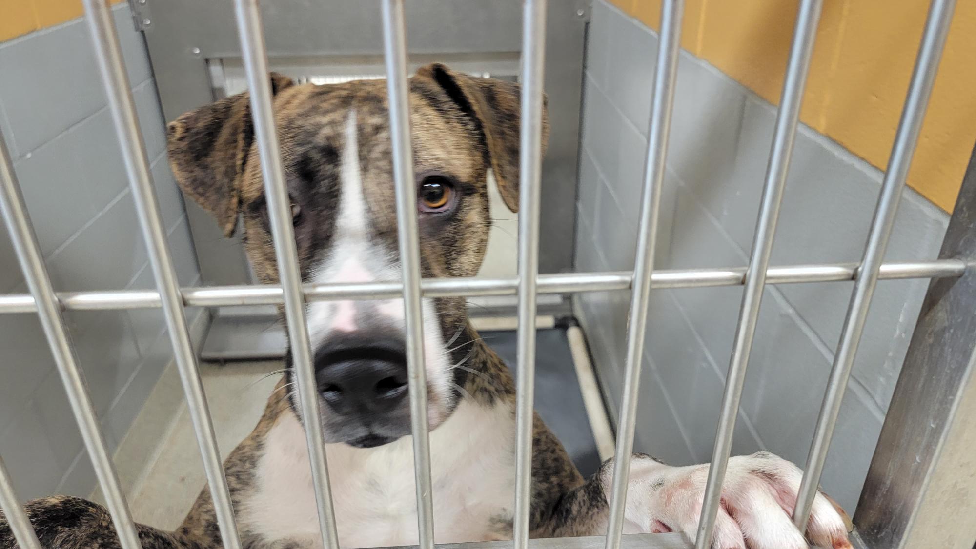 Shelters are full! Jacksonville Humane Society offering free large dog  adoptions