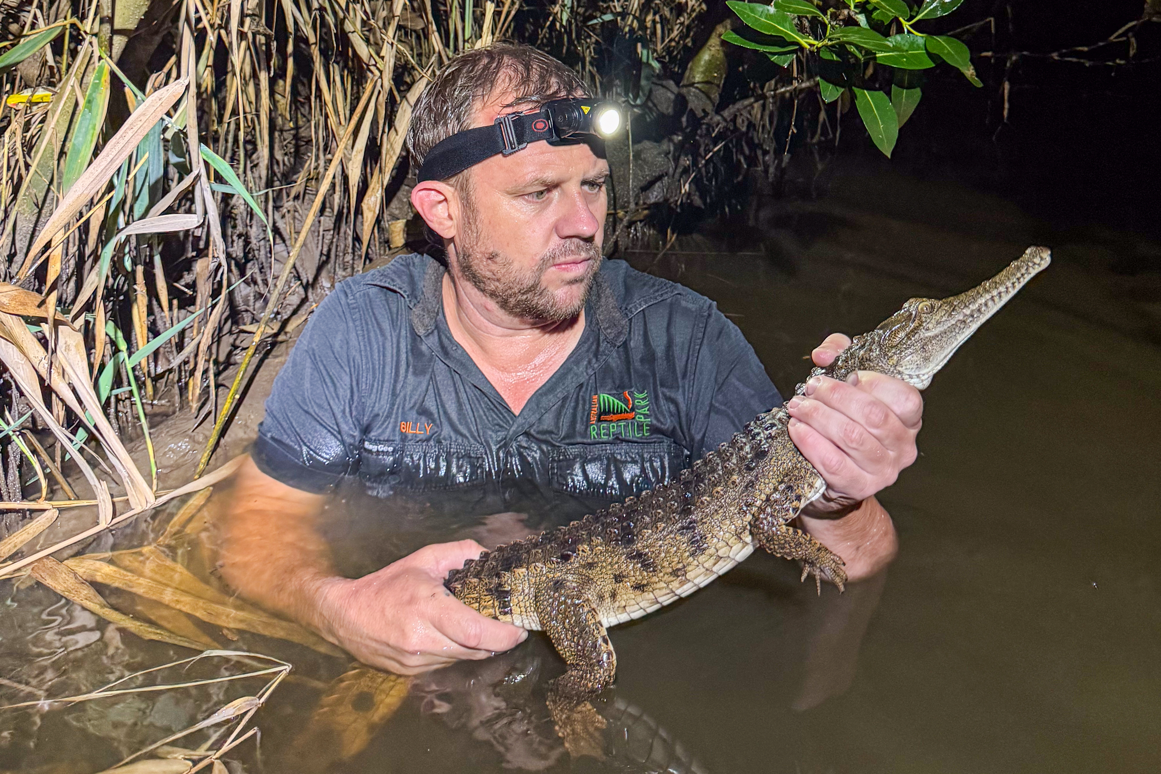 Crocodile caught in an Australian creek 1,200 miles from its
