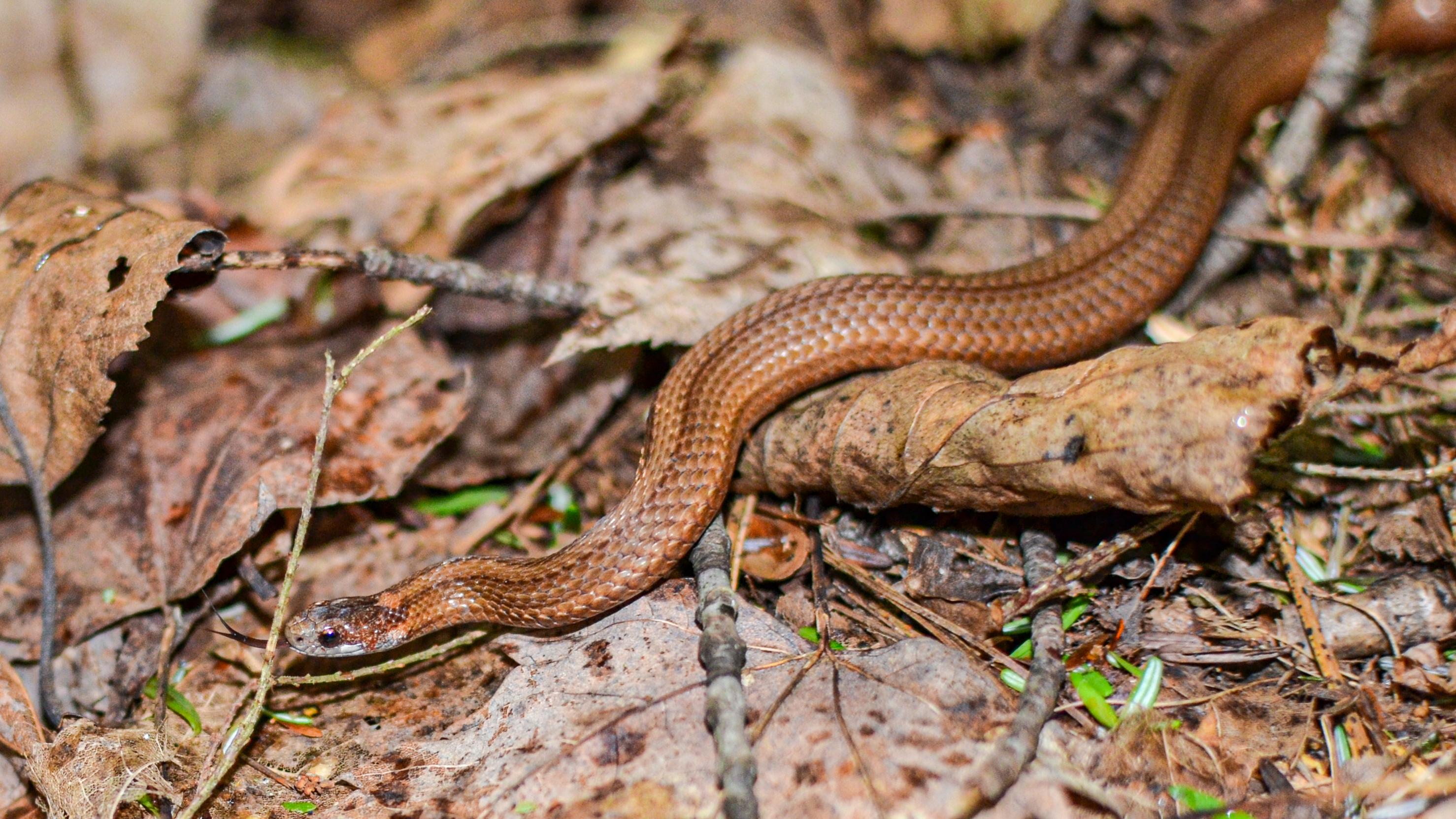 New snake species discovered in another snake's belly