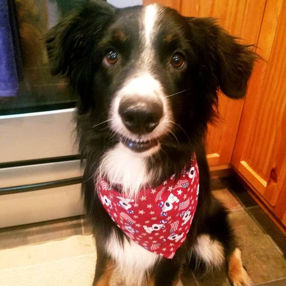 Pets love the Stros! Send photos of your fur baby supporting the Astros  through Click2Pins