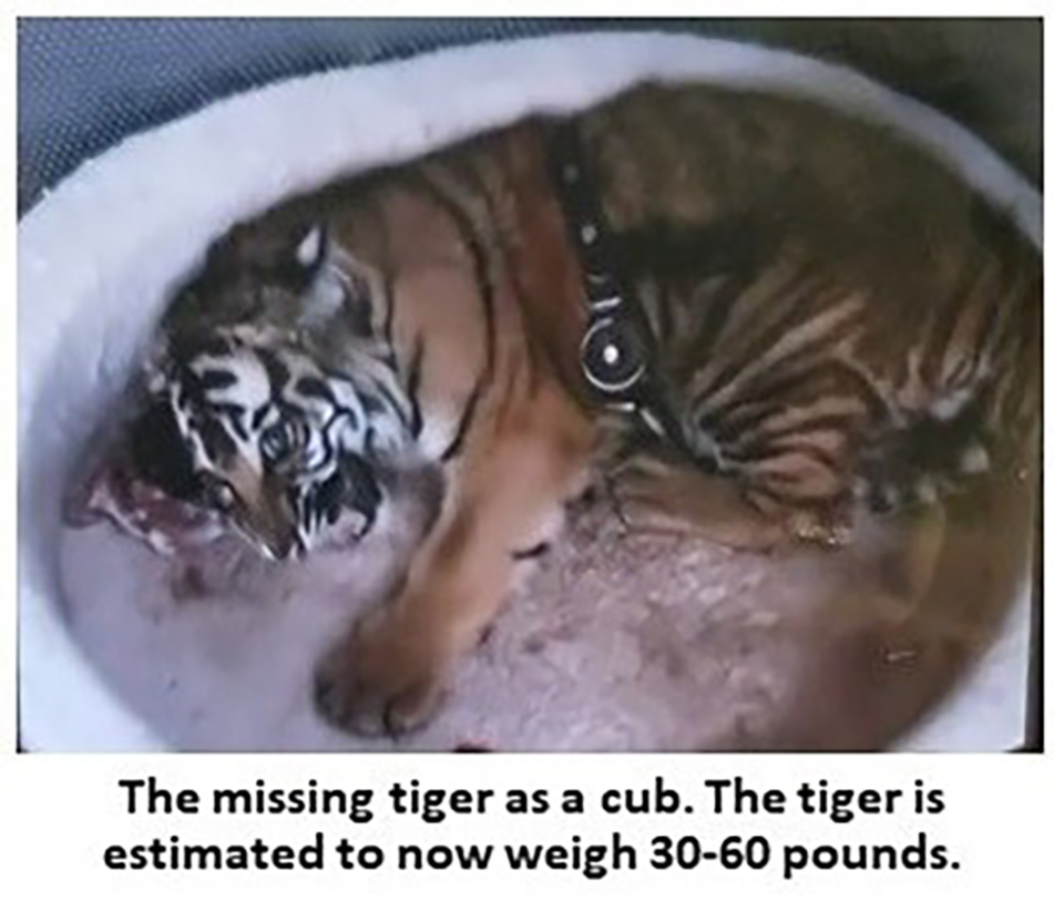 I Am Tiger – Days After Pet Dog Nearly Cost Him Saudi Transfer,  Ex-Liverpool Star Shoots Announcement Video With a Tiger - EssentiallySports