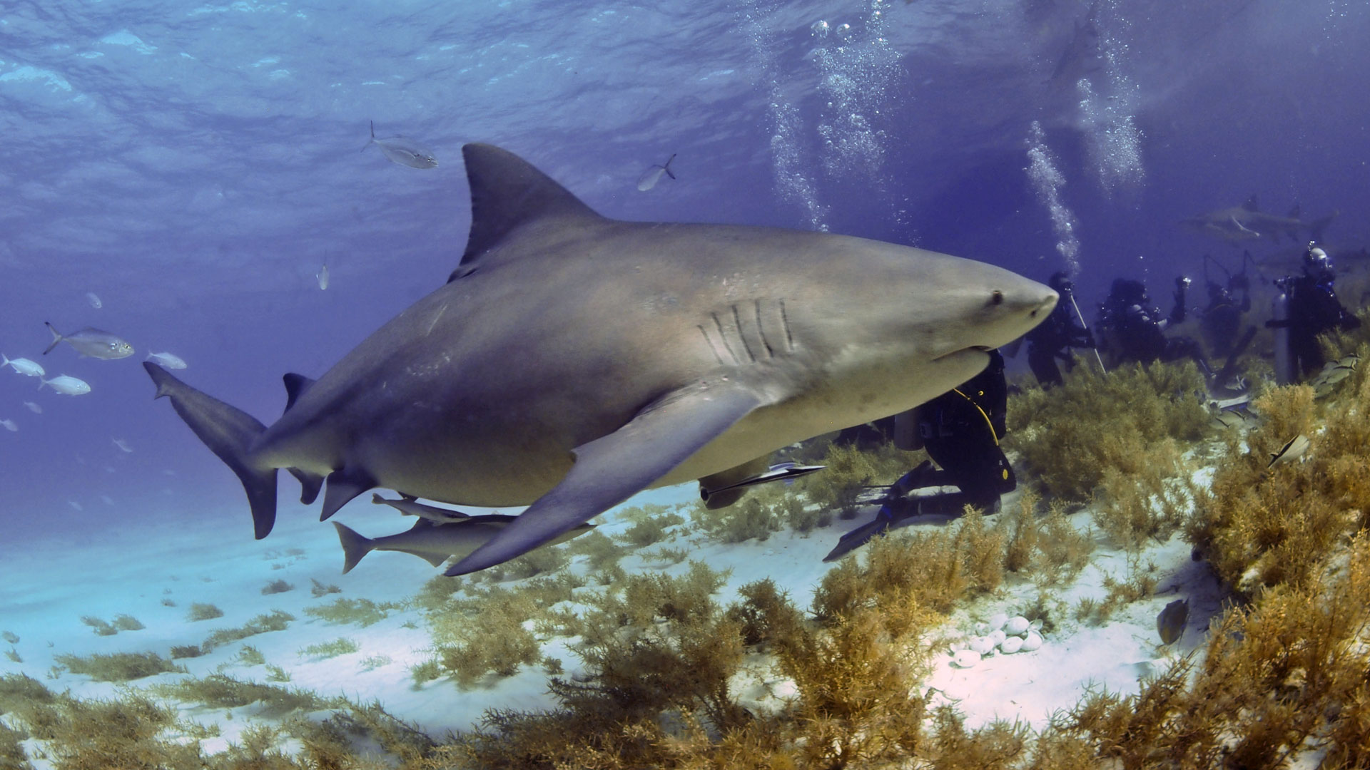 Caribbean Reef Sharks – Making their home on the Key Largo Reefs