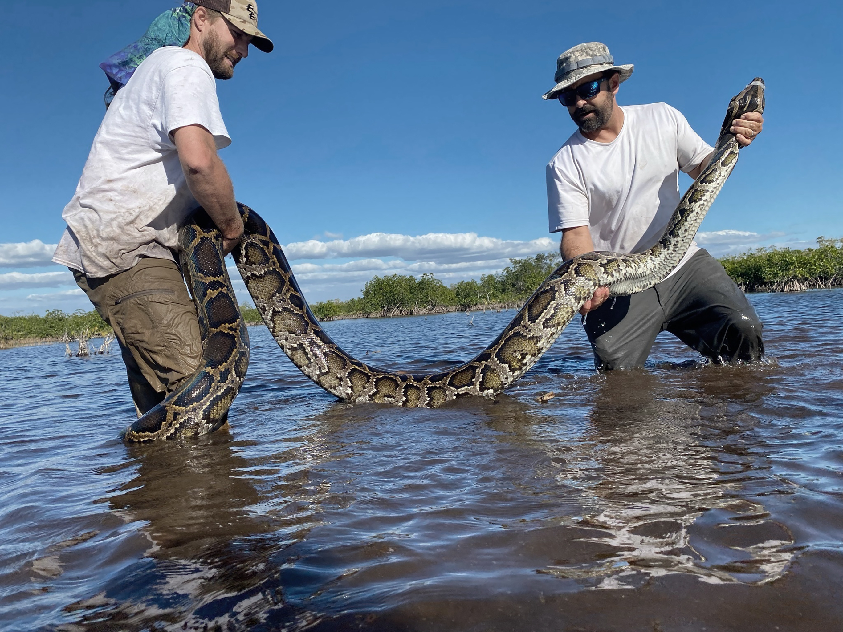 Two Dolphins Casually 'Playing' with an Anaconda Leave Scientists