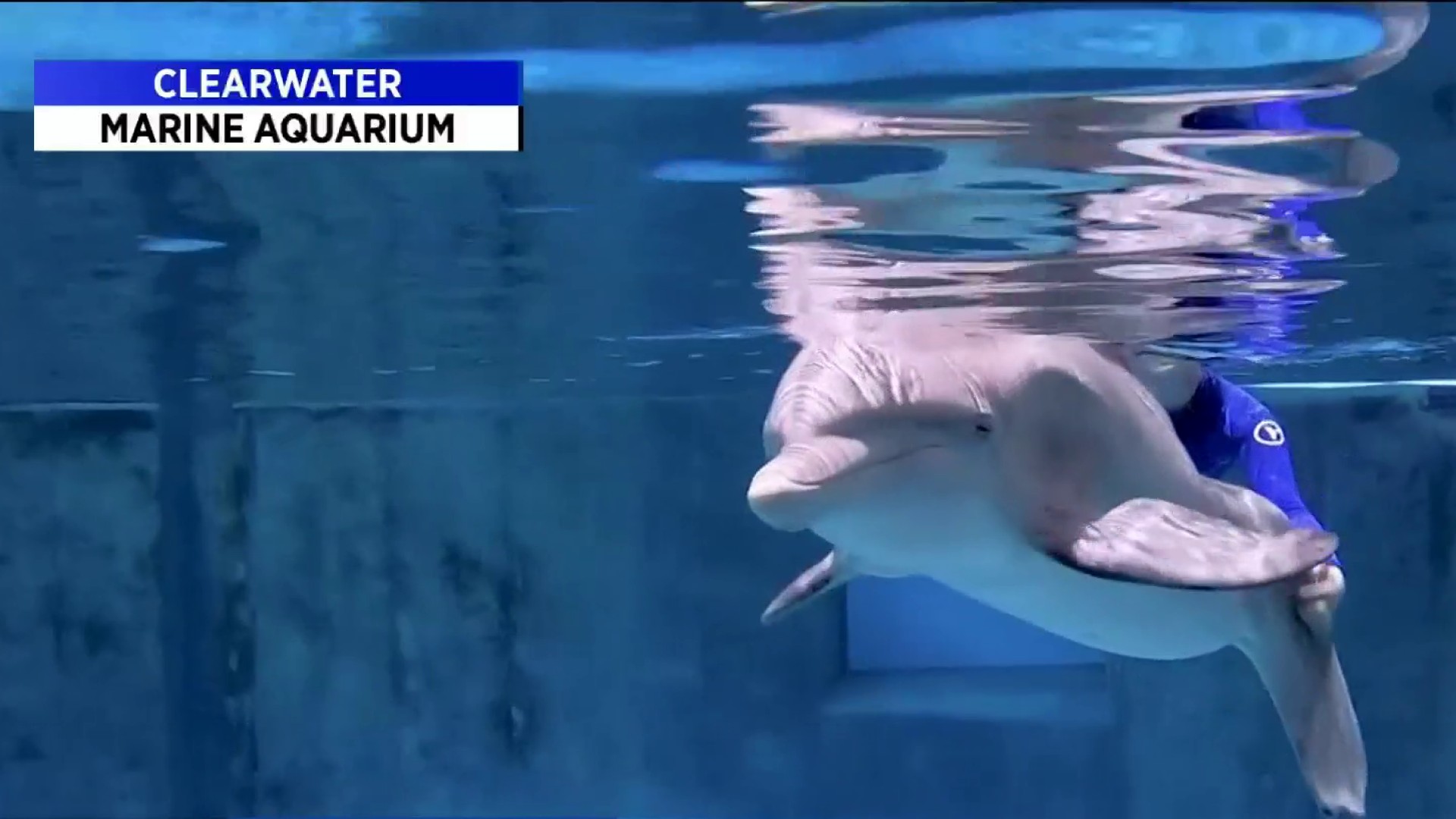 Beloved 'Dolphin Tale' star Winter dies at Florida aquarium