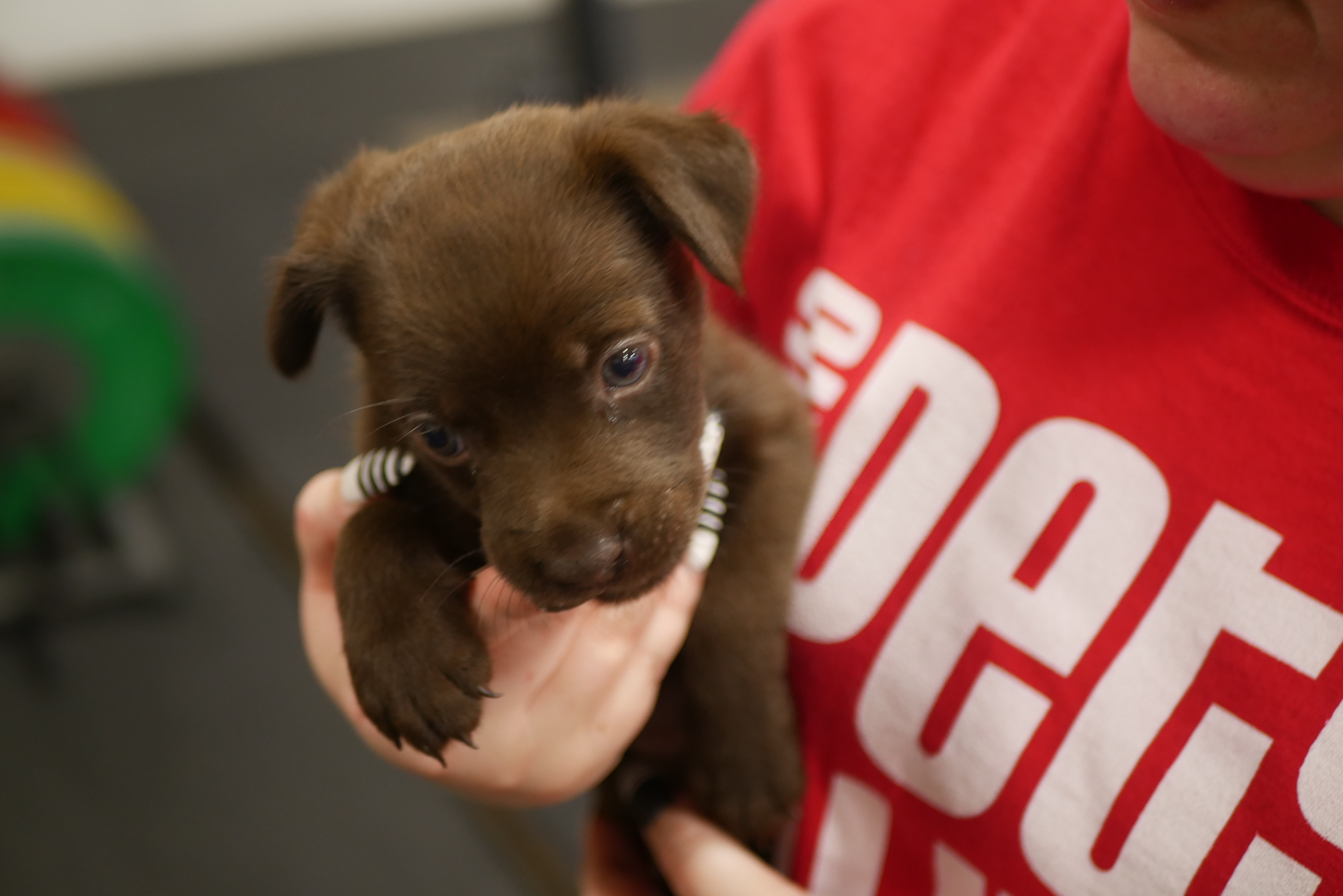 San Antonio animal shelter issues 'Code Red' due to urgent need of  fostering, adoptions