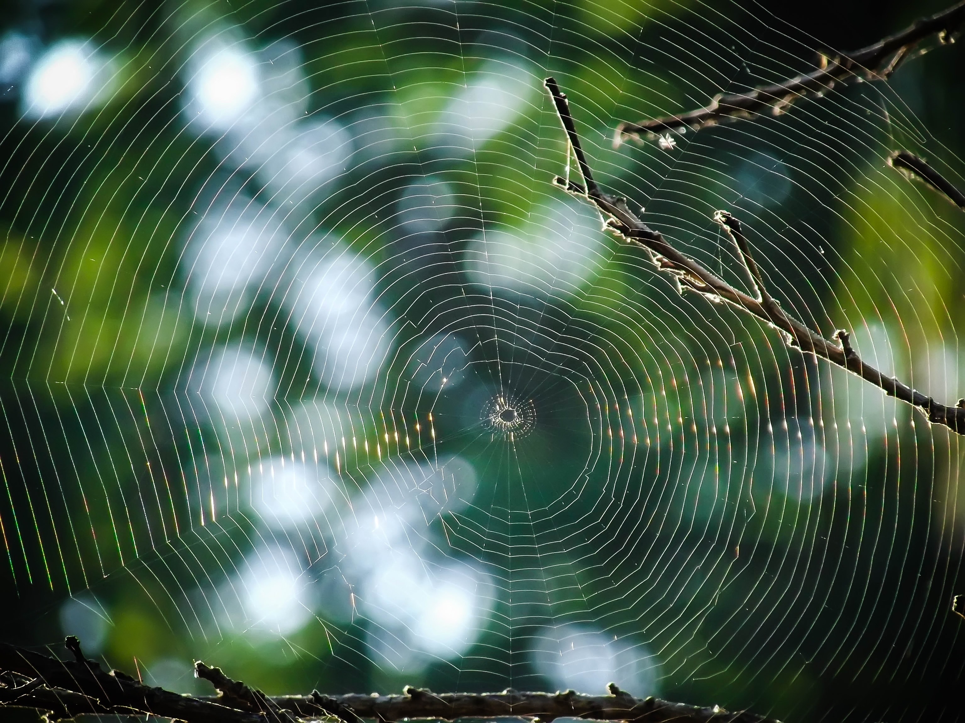 Florida Spiders in the Fall, Preventing Spiders