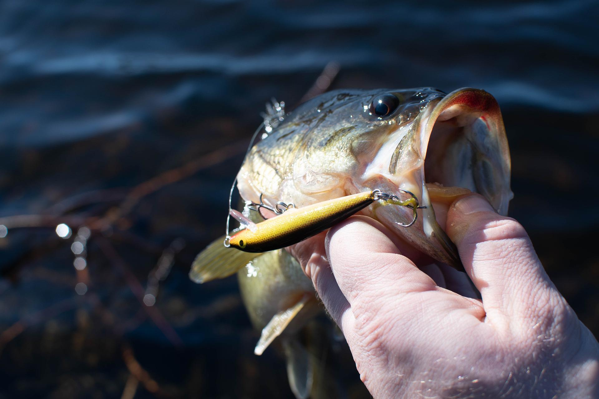 Is that fish you caught safe to eat? Check out this guide before