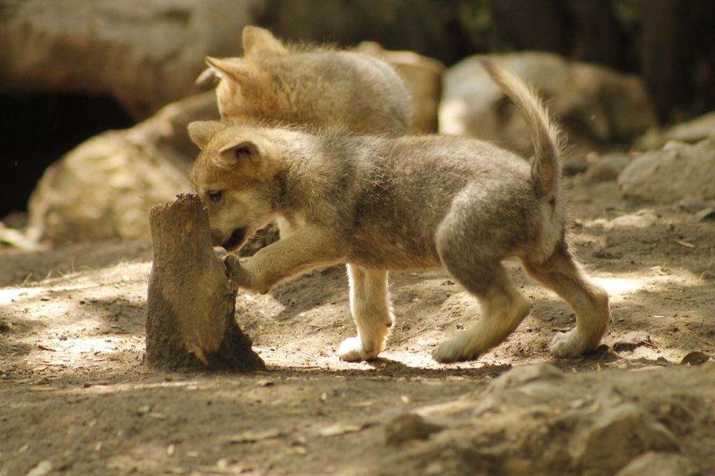 Cinco crías dan esperanza de sobrevivir al casi extinto lobo mexicano