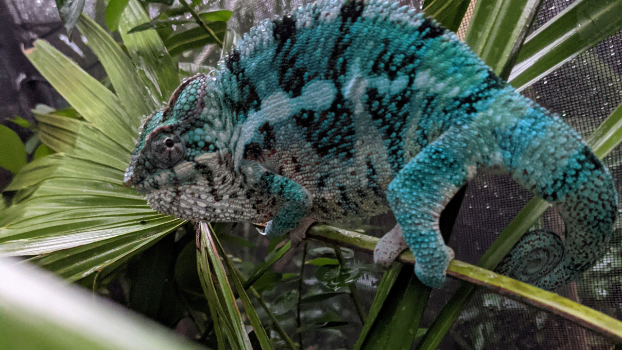 Exotic lizards have infested this neighborhood near Orlando