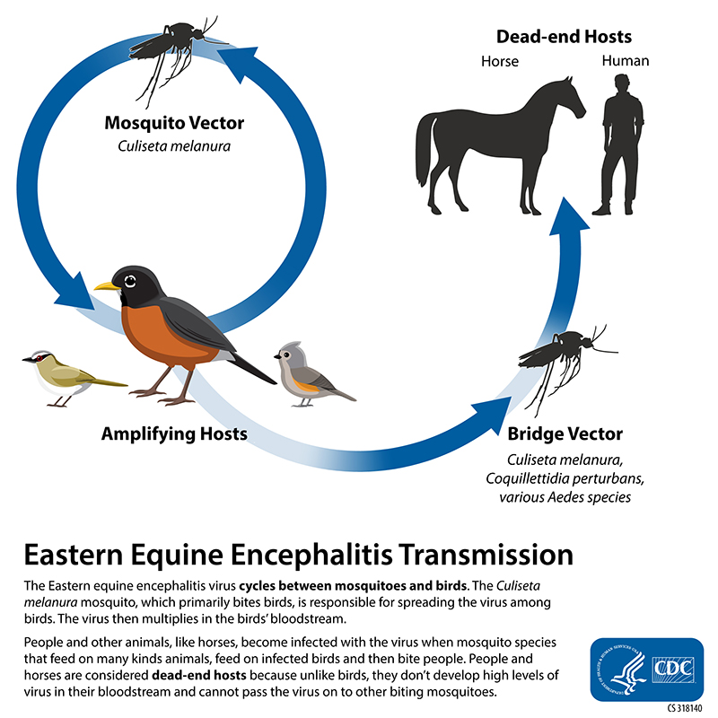 Mosquito-borne Eastern Equine Encephalitis virus: What to know