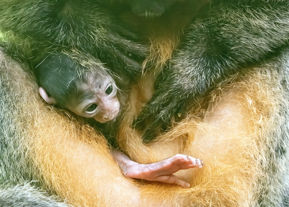 Meet the newest White-Faced Saki monkey at Zoo Miami