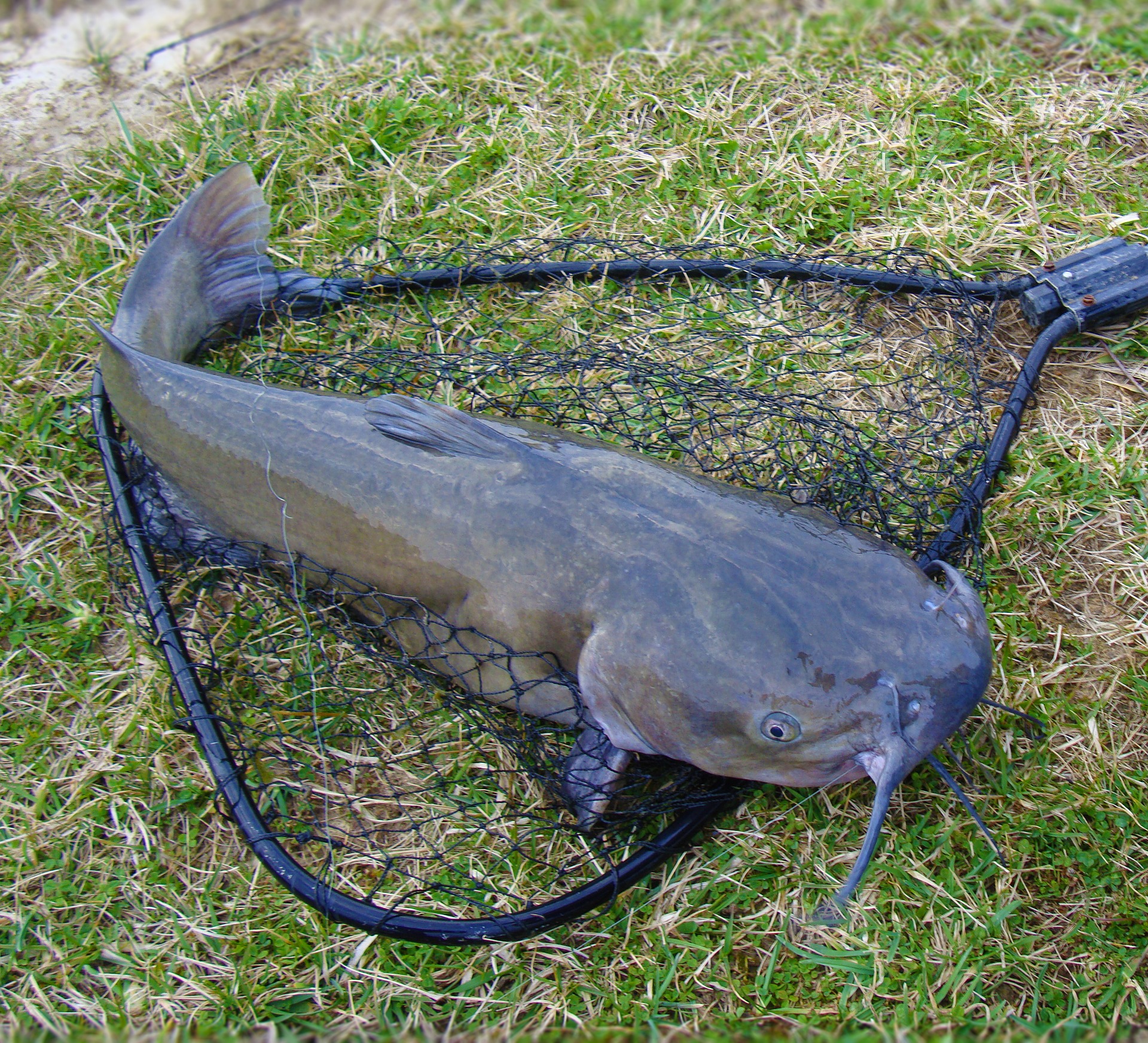 Two San Antonio lakes will be regularly stocked with catfish this