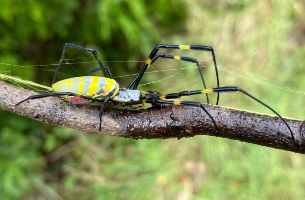 Giant, parachuting Joro spiders spreading rapidly in US: Study – NBC4  Washington