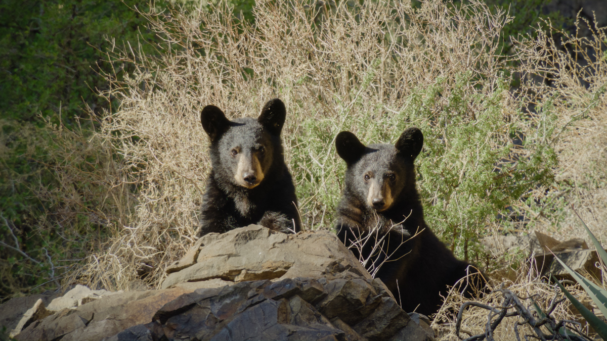 West Texans Are Learning What It Means to Live in Bear Country