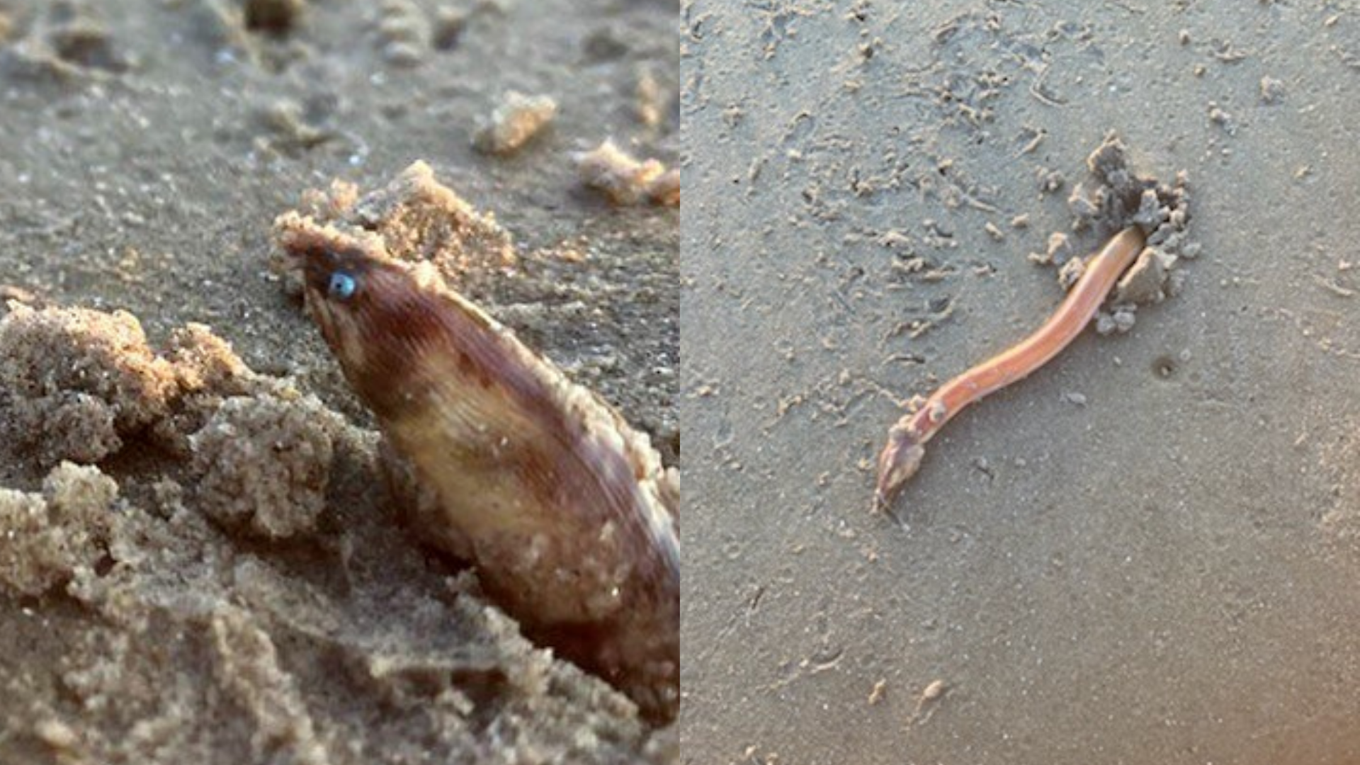 Aliens watching us': Meet the shrimp eel, the wriggly, worm-like creature  seen burrowing on Texas beaches