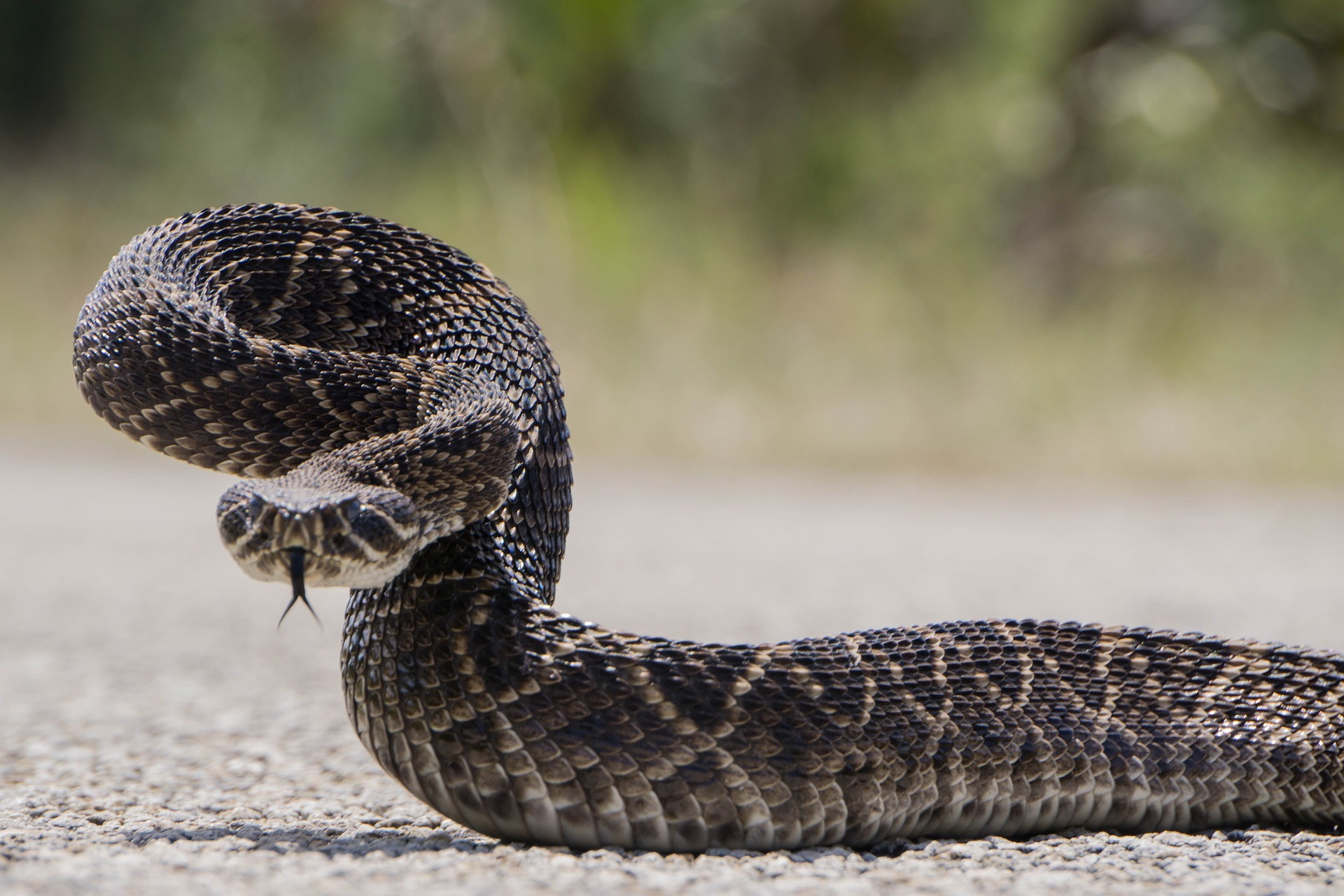 Wild footage shows snake slithering around toilet