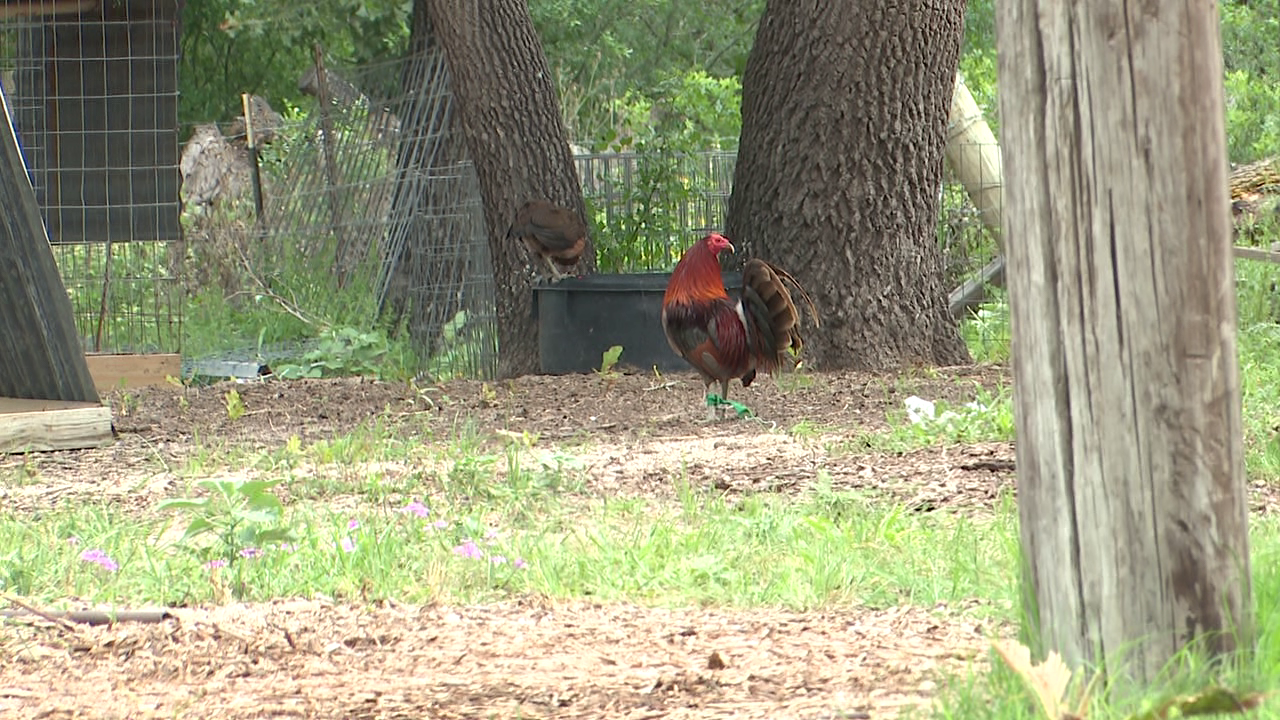 47 people detained after raid of cockfighting event in south Bexar County,  BCSO says