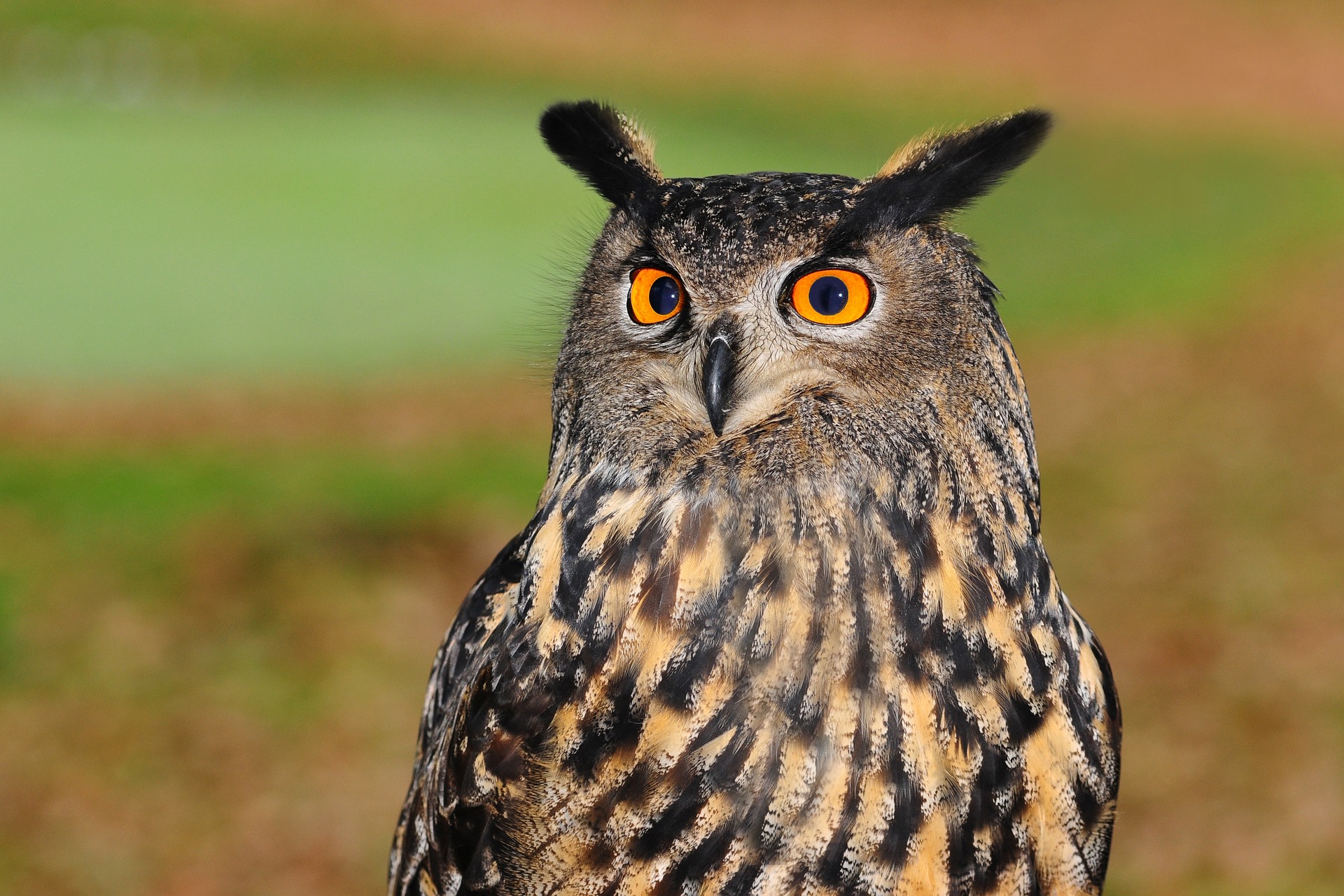 Superb owl: Beautiful owl photos to celebrate Super Bowl 2023