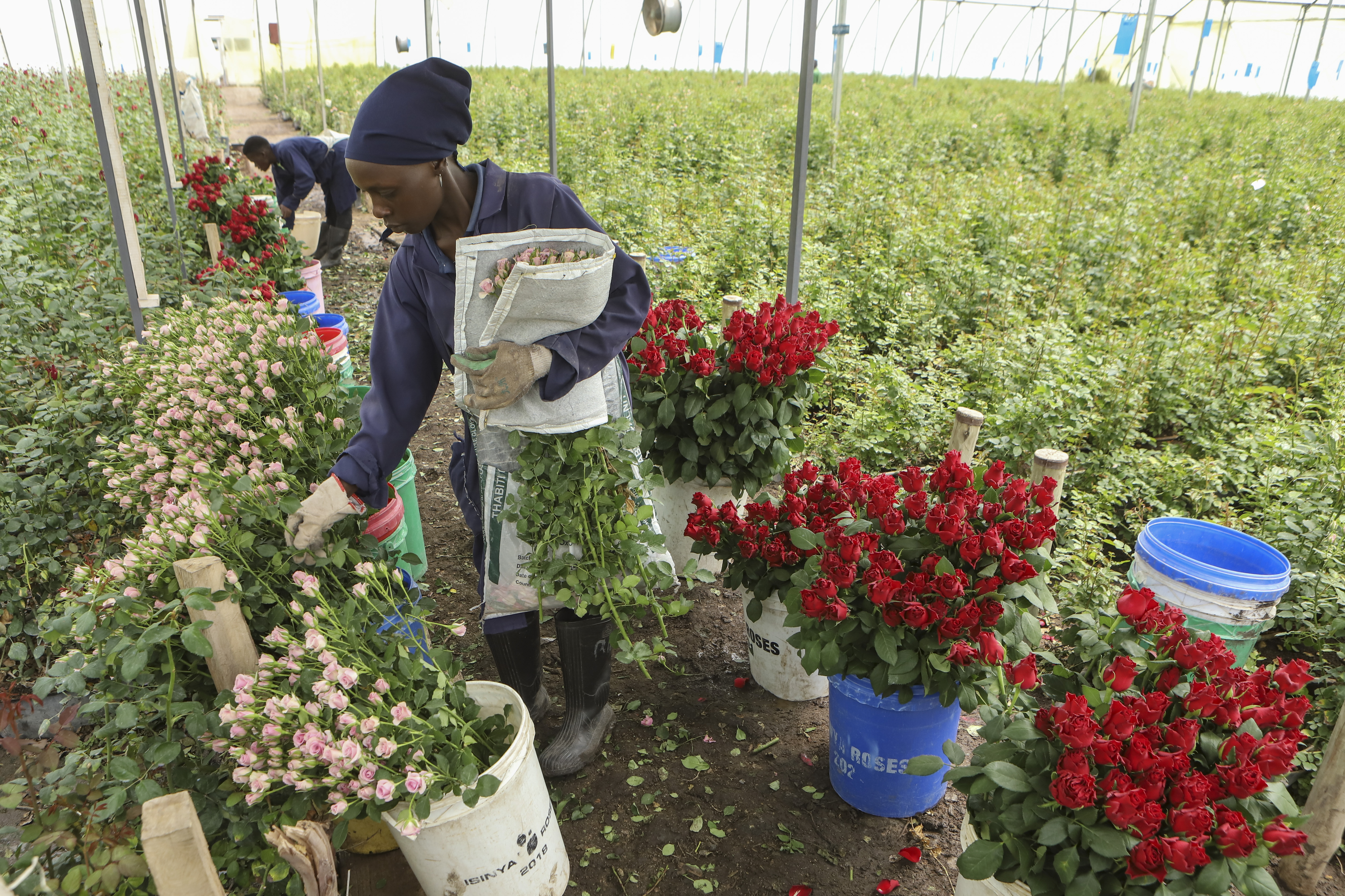 Thorny problems with Valentine's roses: Invasive bugs and toxic