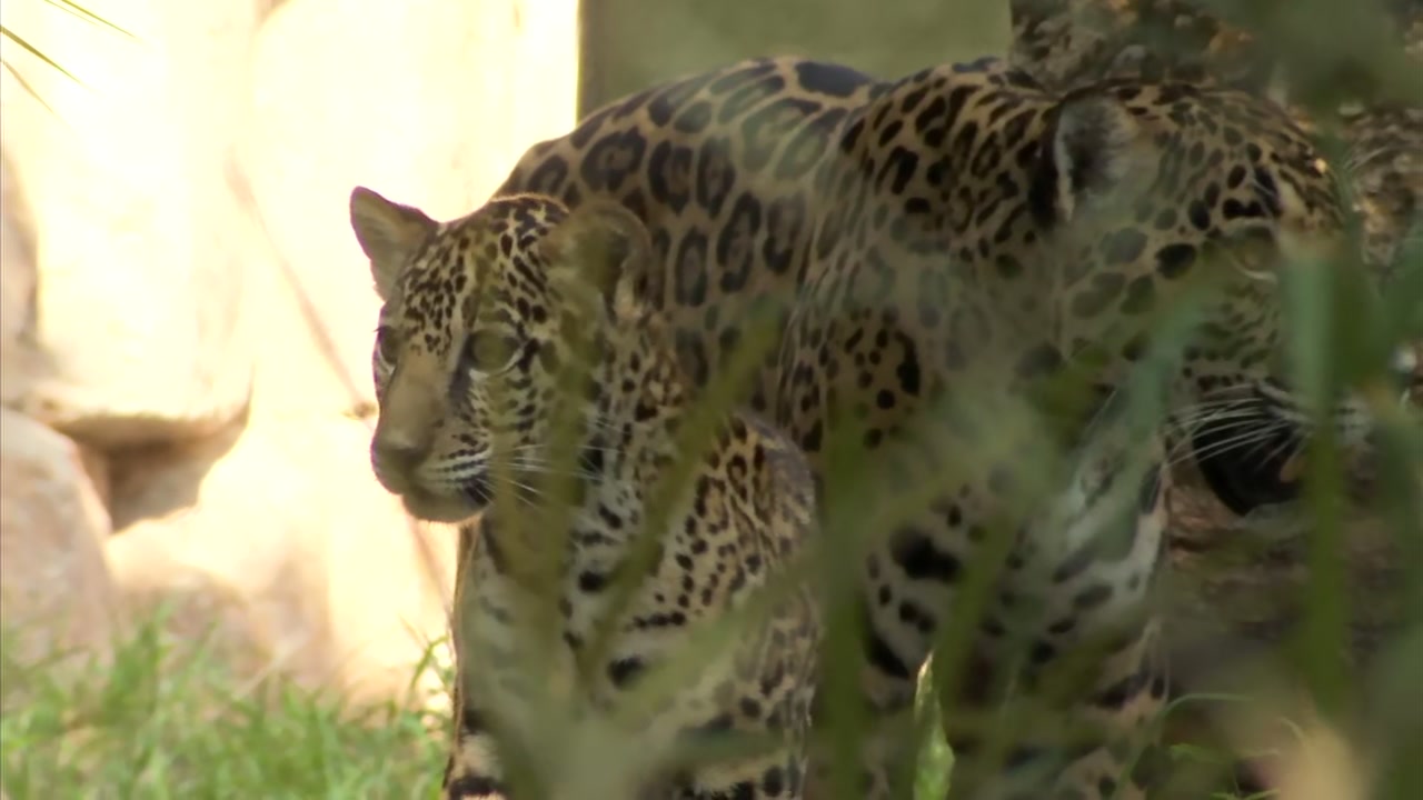 Jacksonville Jaguars on X: It's official: Meet @jacksonvillezoo's newest  Jaguar 