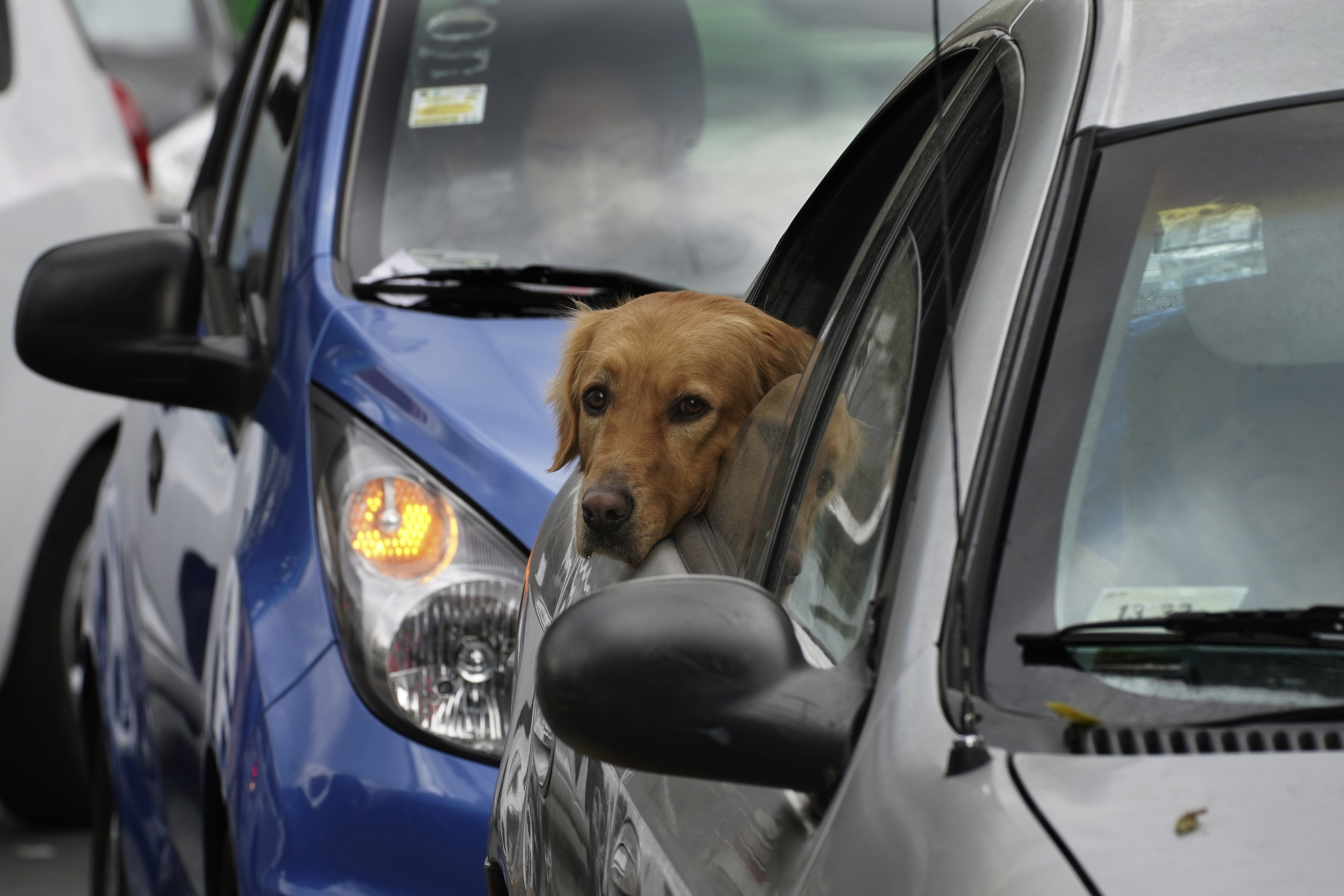 can dogs see out of windows