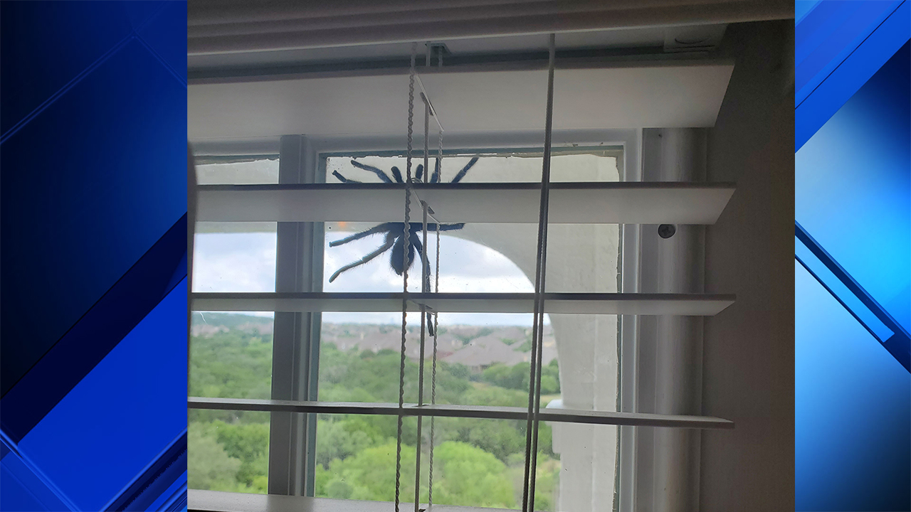 giant spider in texas shot