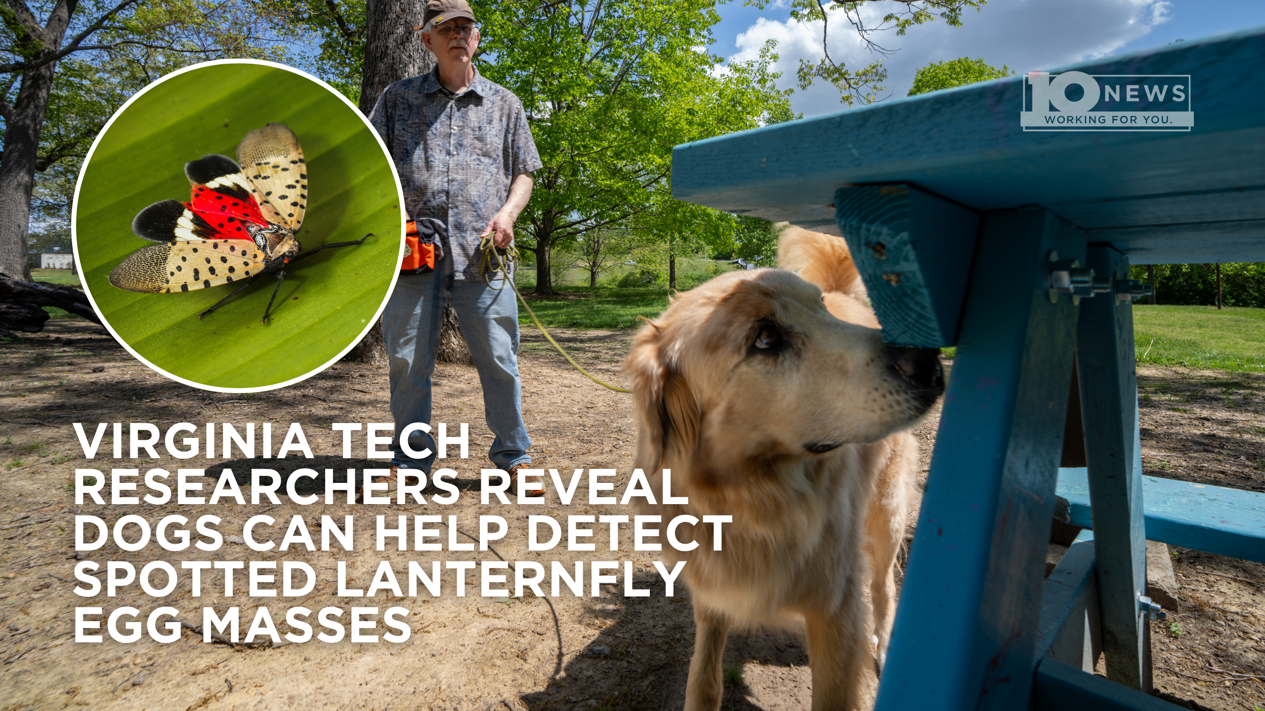 【CSR】 March Hare, Mottled Host - EVP March Hare, Mottled Host - Distorted Reflections - Grand Archive