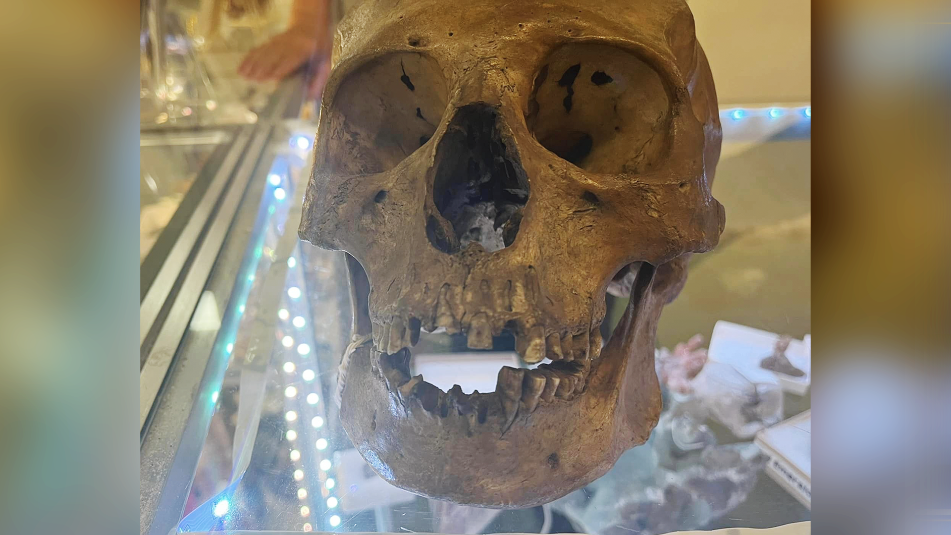Anthropologist discovers human skull in Florida thrift store