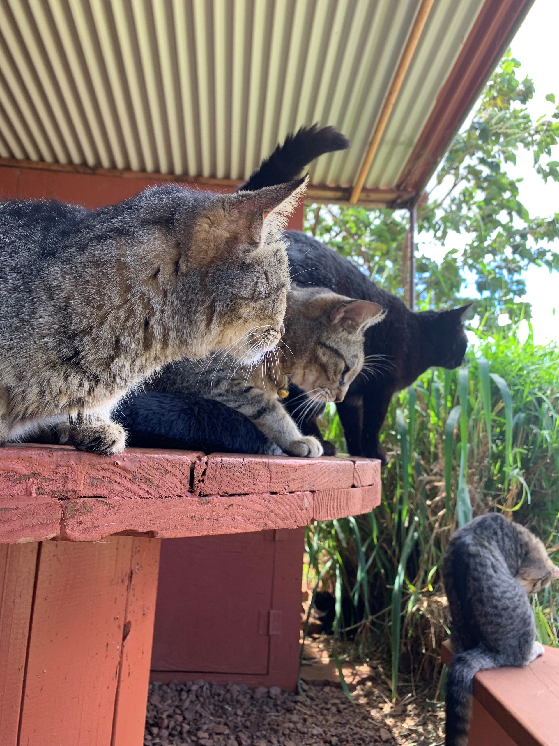 Hawaiian fashion cat sanctuary