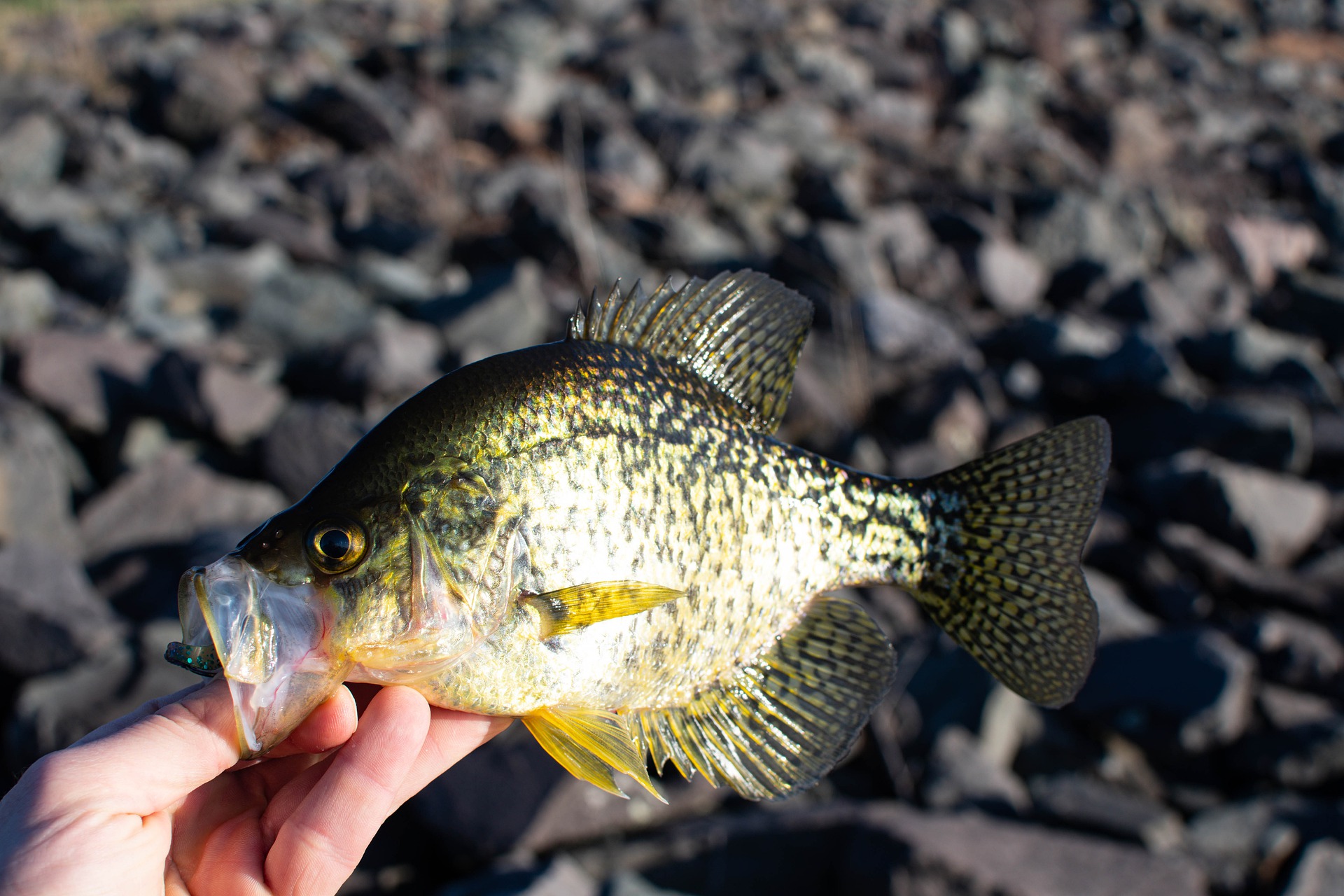 12 crappie fishing 'hot spots' according to Texas Parks and