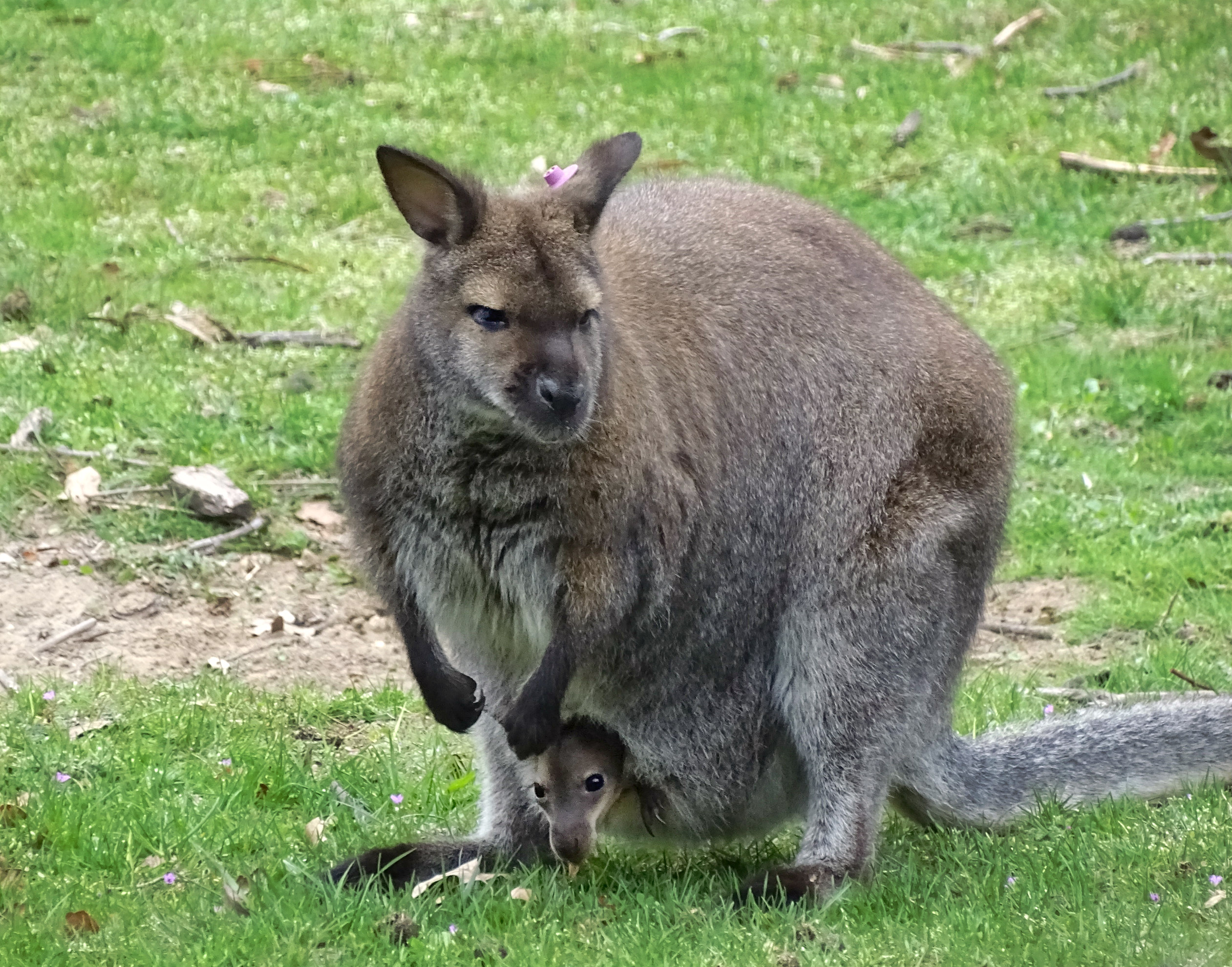 Wallaby joey first born at Detroit Zoo since 2010 makes debut