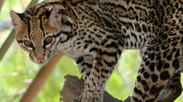 how many ocelots are left in the world today