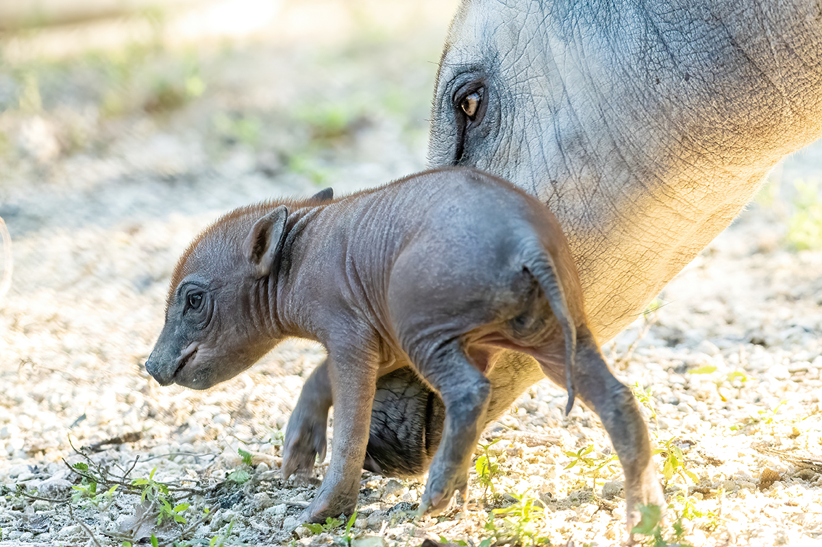 Zoo Miami announces birth of rare wild pig