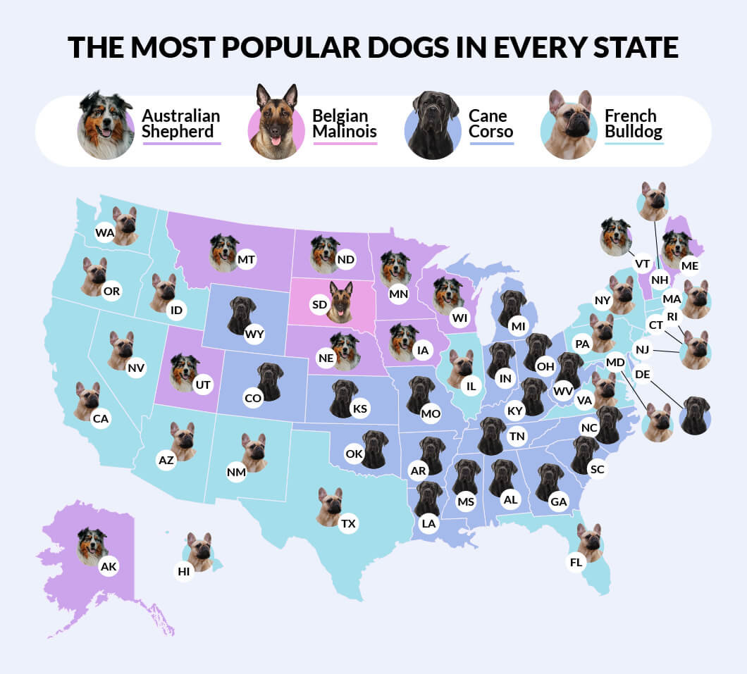 What Is The Most Popular Dog Breeds In The United States